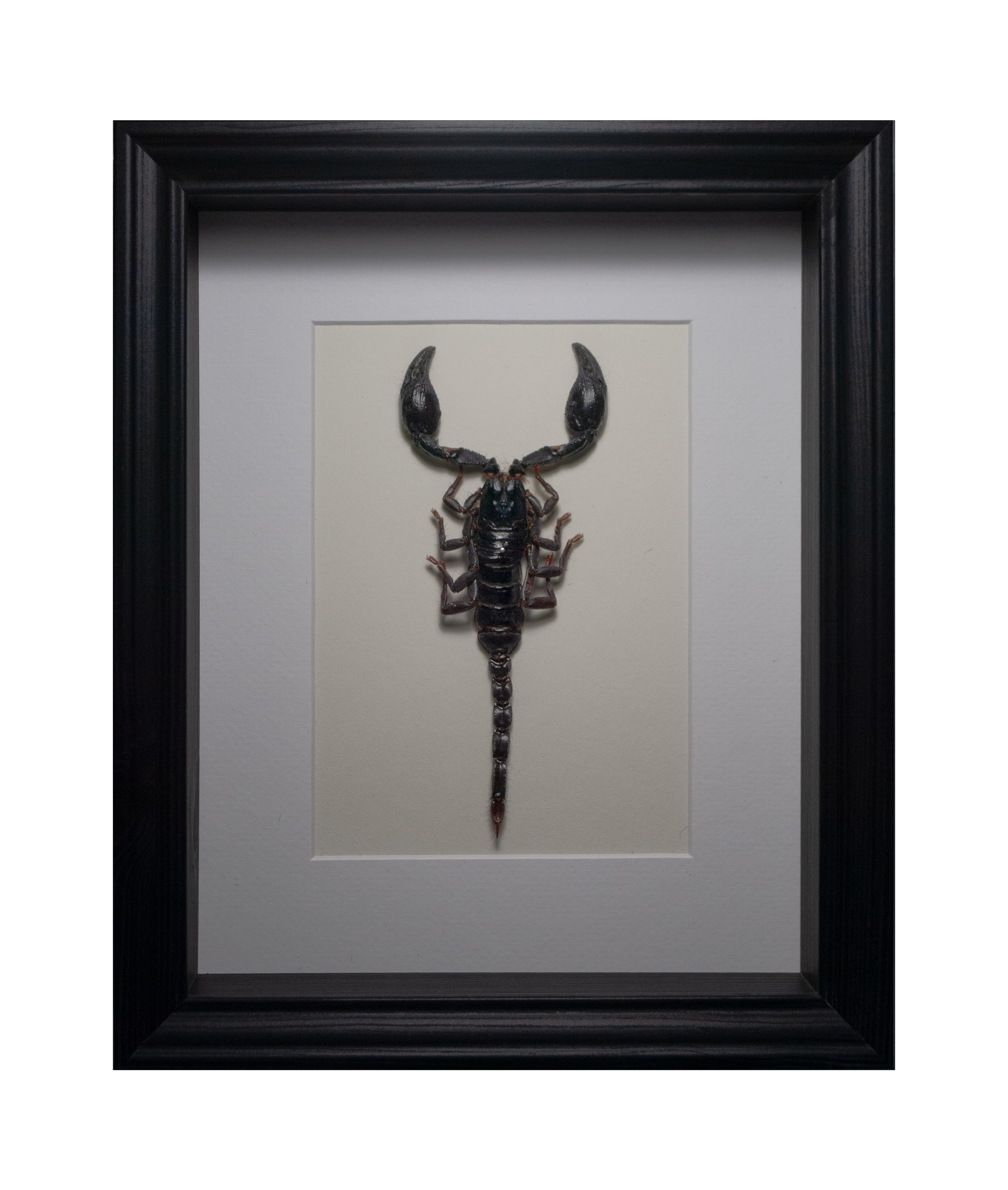Forest Scorpion