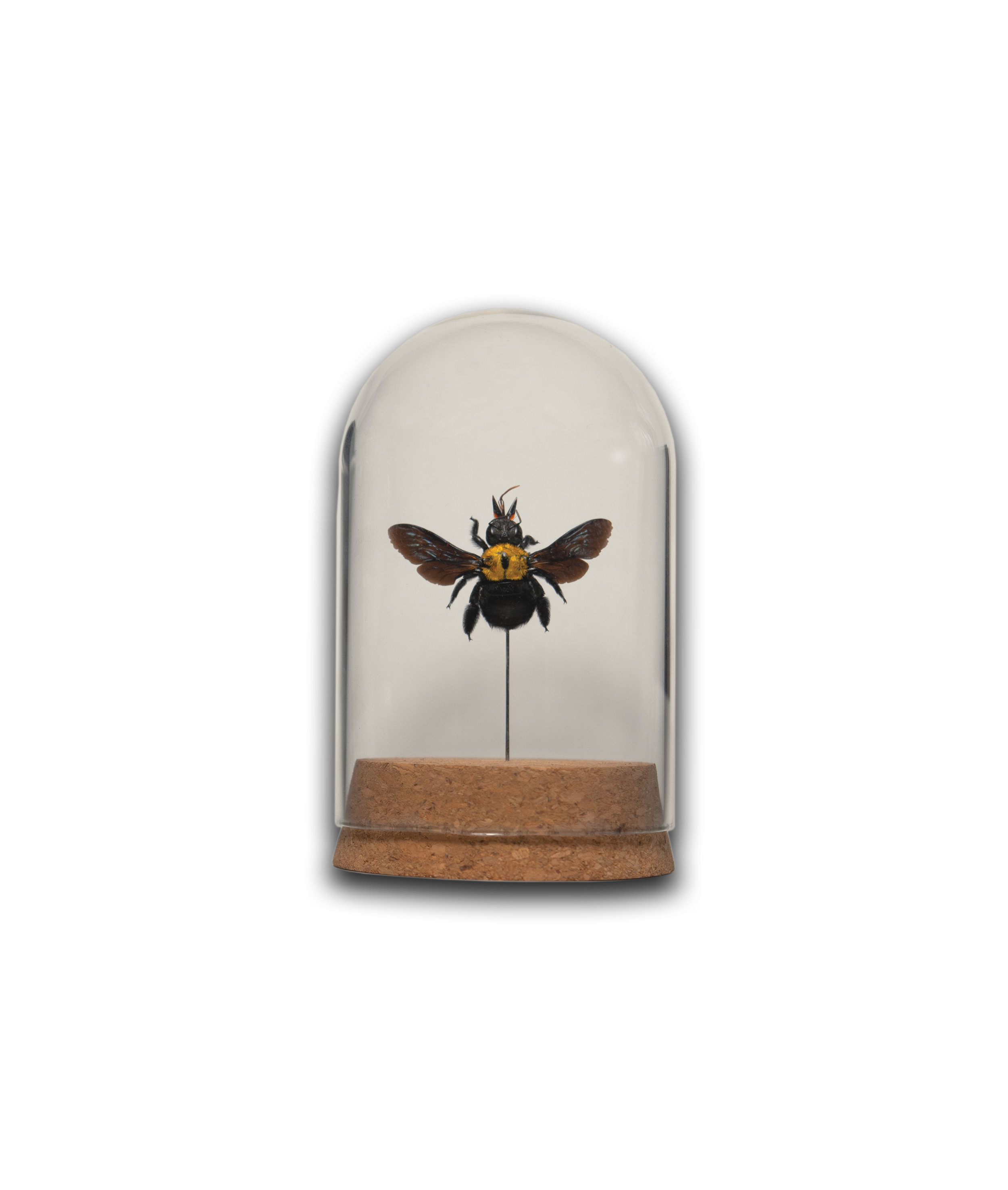 Black/Yellow Carpenter Bee