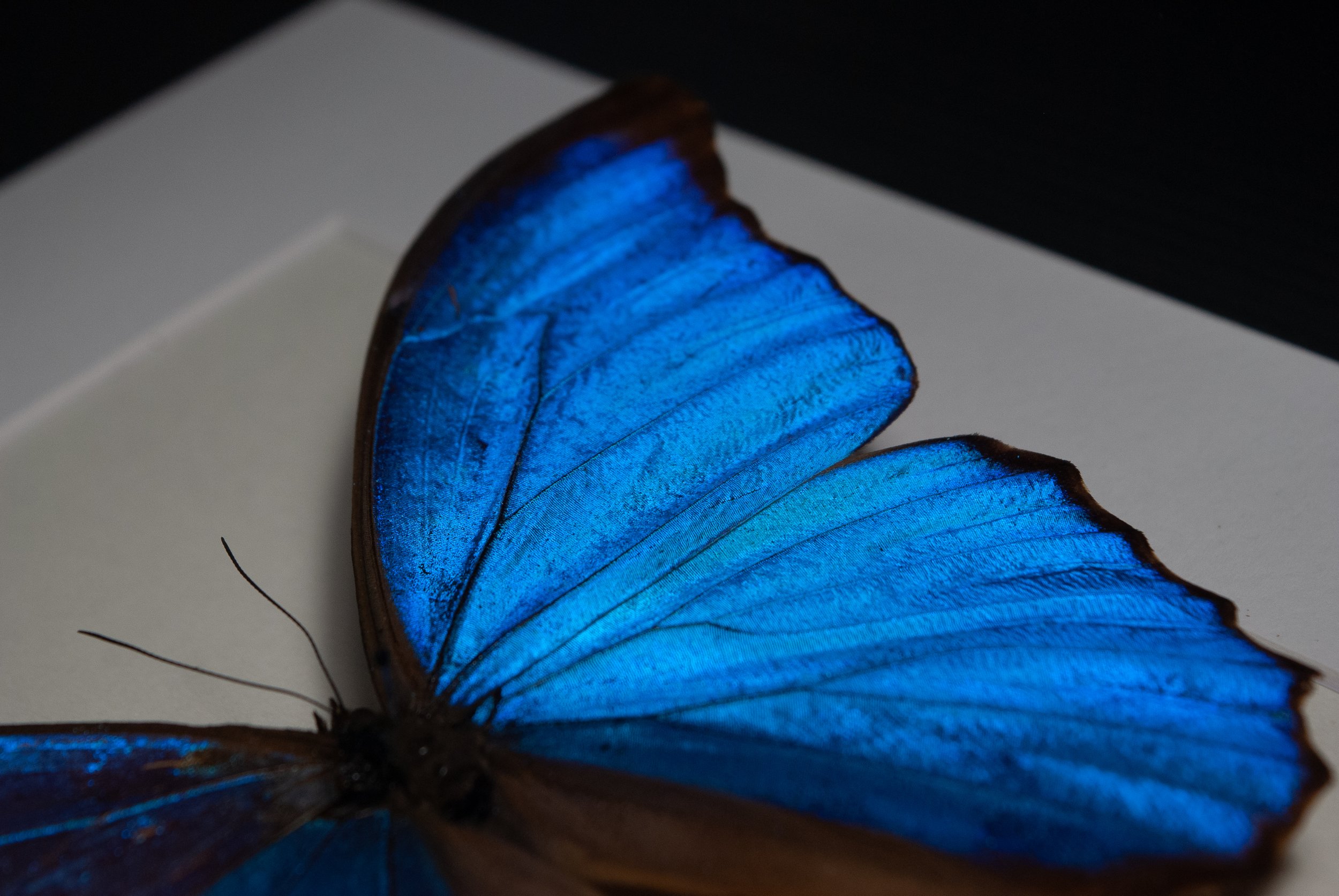 DSC_0924.jpg