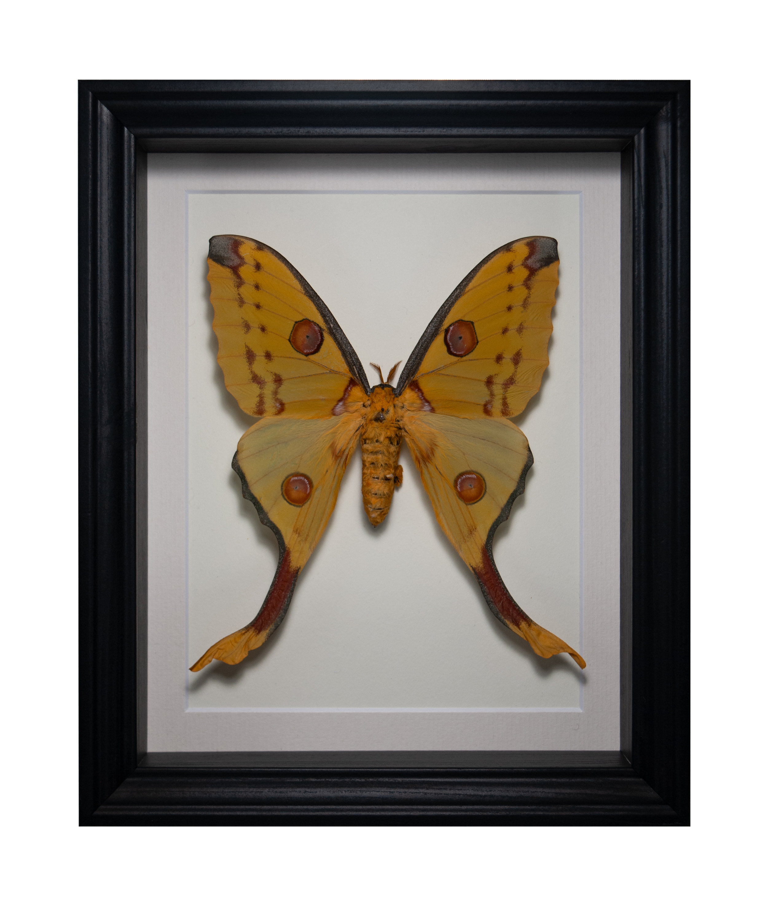 cometmothF_thumbnail.png