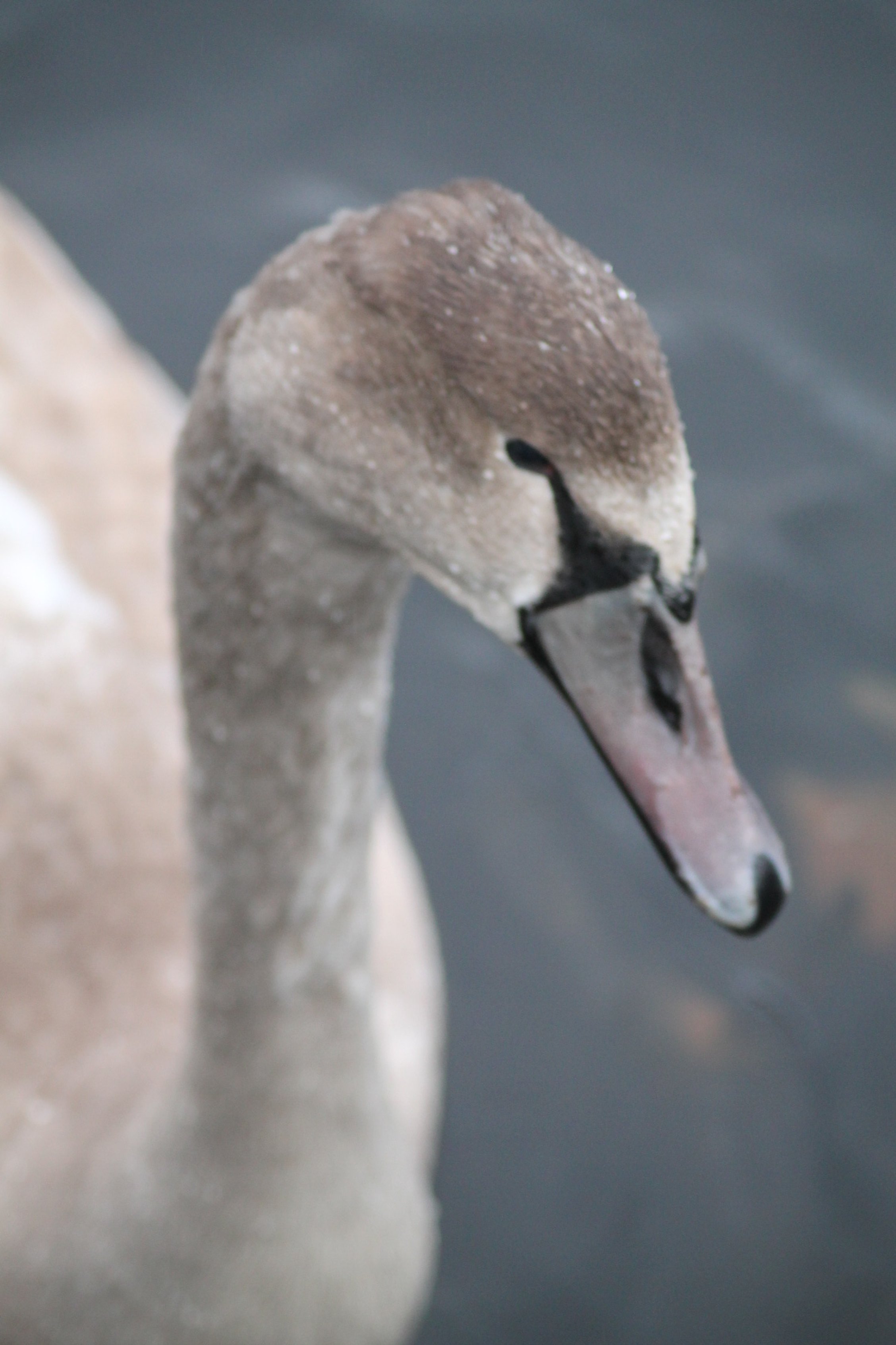 Close-up of a swan's head and neck on water.