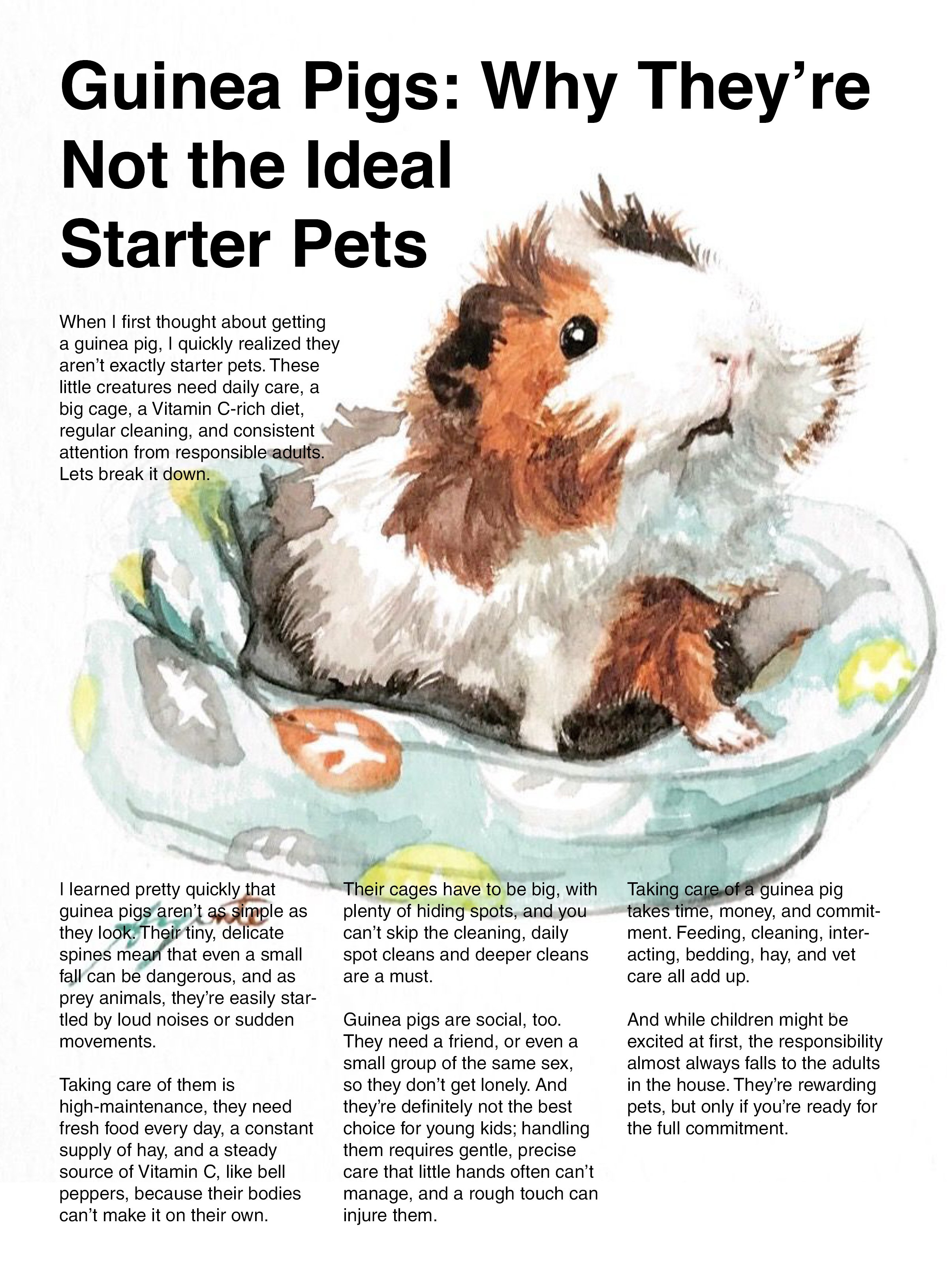 Illustration of a guinea pig with brown and white fur, sitting on a decorative towel with a floral pattern, accompanied by some carrots. The image is part of an article discussing guinea pigs as starter pets.