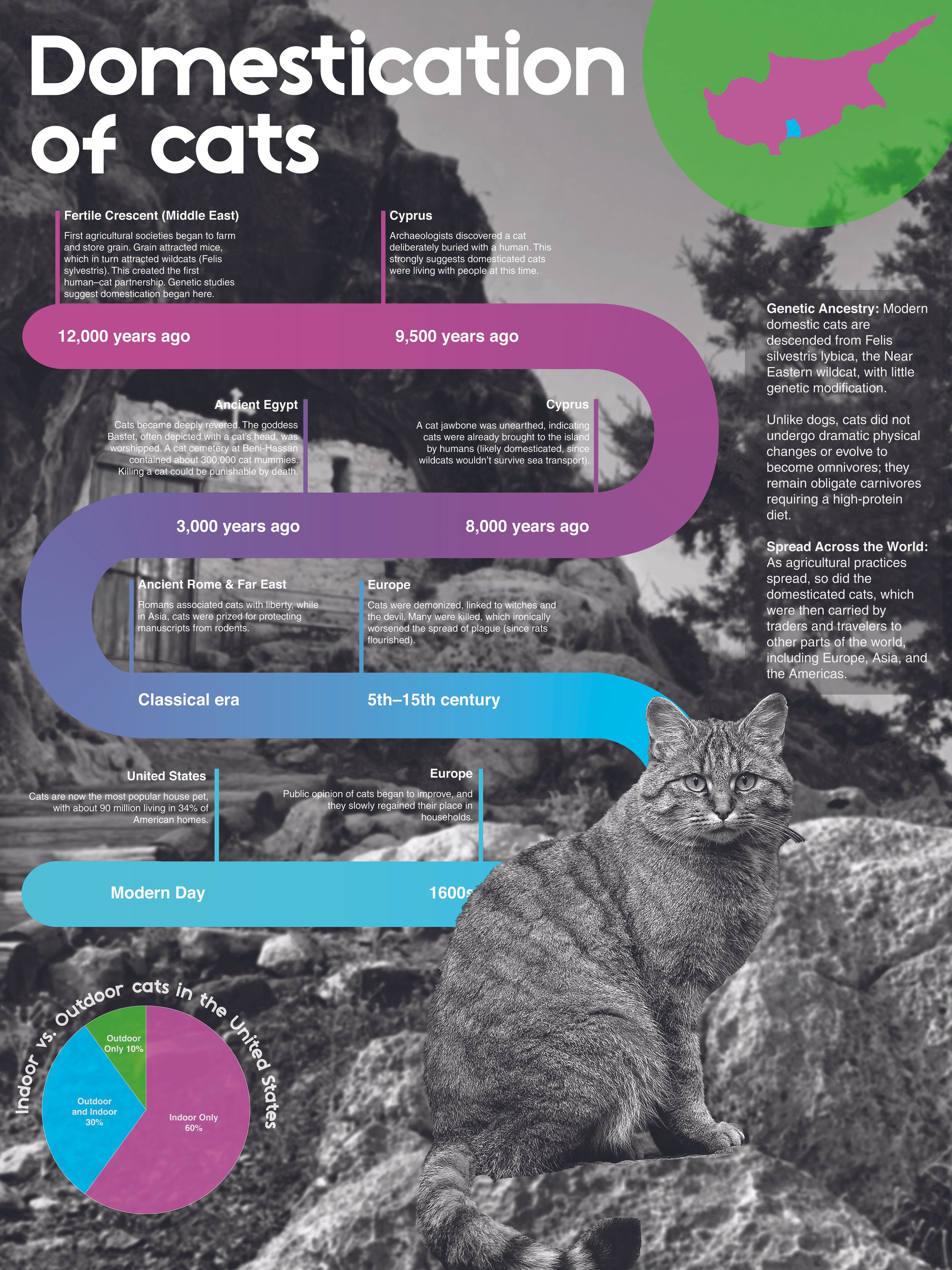 Infographic about the domestication of cats, showing a timeline from 12,000 years ago to modern day, with images of a wildcat and a housecat, and pie charts comparing indoor and outdoor cats in the United States and Europe.