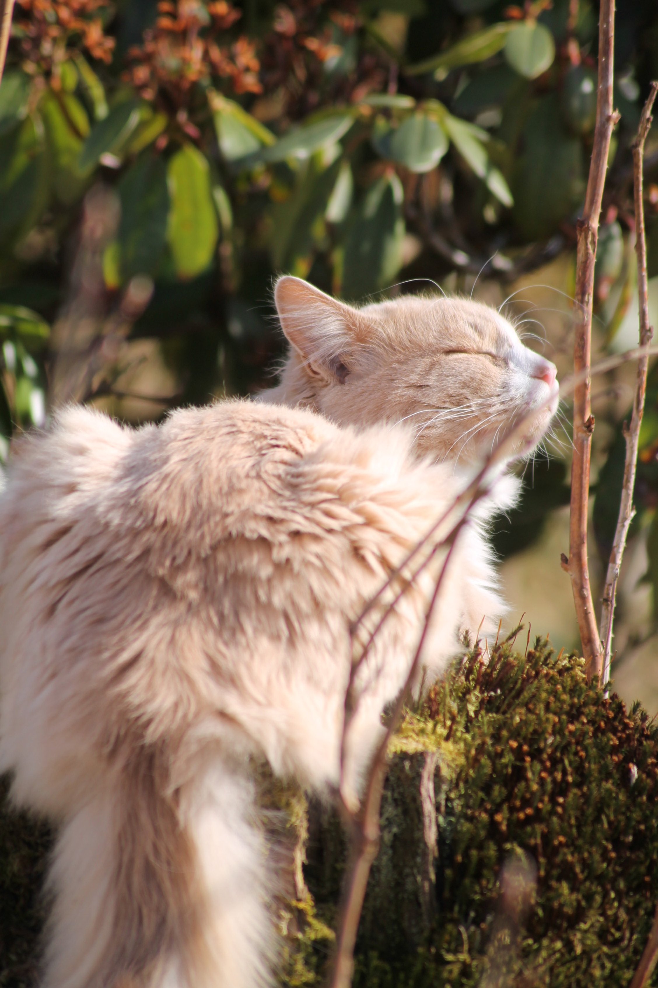 Cream-colored cat with closed eyes enjoying sunlight outdoors among green plants and moss