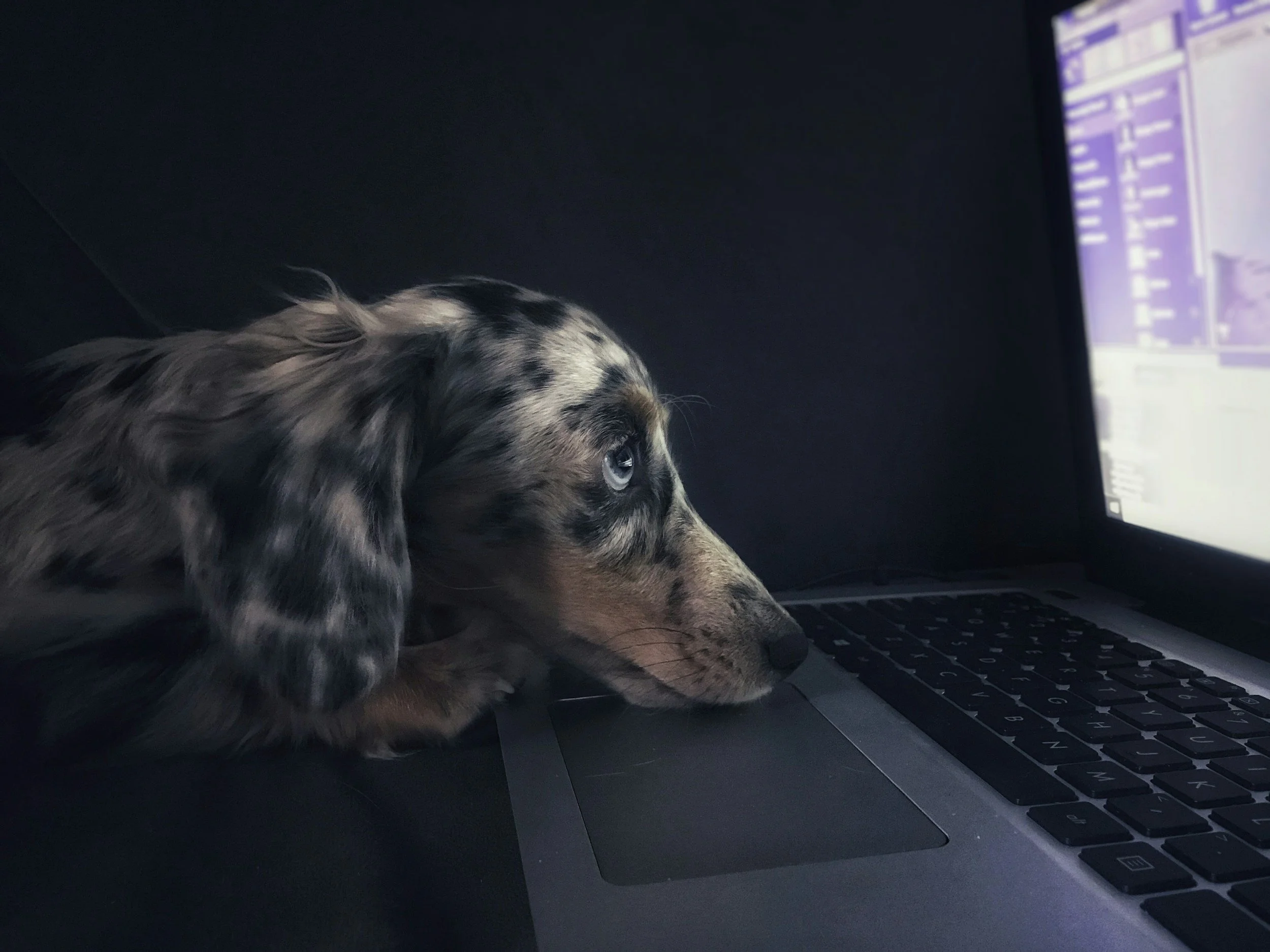 A dog with merle coat pattern resting its head on a laptop keyboard, looking at the screen.