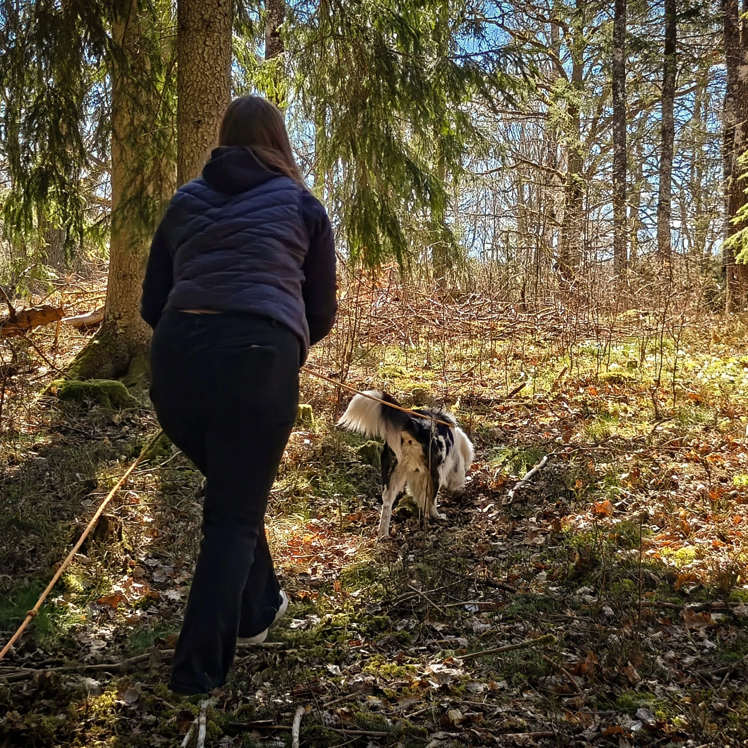 Sista g&aring;ngen f&ouml;r g&auml;nget p&aring; vardagslydnad grund. Vi avslutade med att prata om f&ouml;rebyggande friskv&aring;rd och testa bankenskontroll, cavaletti och styrka f&ouml;r bakbenen. 

D&auml;refter fick de testa p&aring; att s&ouml