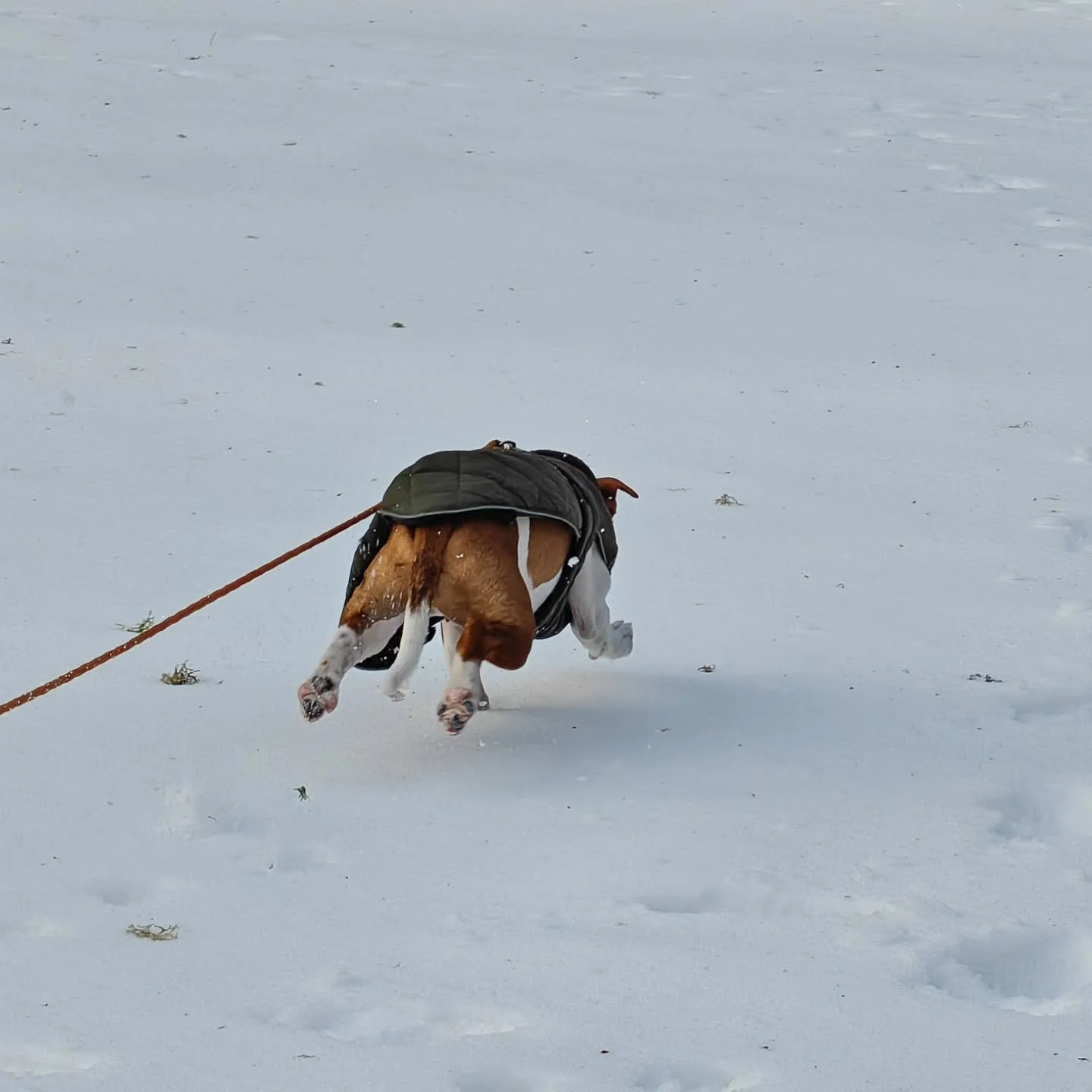 Idag stod det inkallning p&aring; schemat f&ouml;r valparna ❄️

En p&aring;litlig inkallning &auml;r ett m&aring;ste f&ouml;r att hunden ska kunna ges friheten att vara l&ouml;s. 

Hos den unga valpen bygger vi grunden till detta genom att bryta is&a