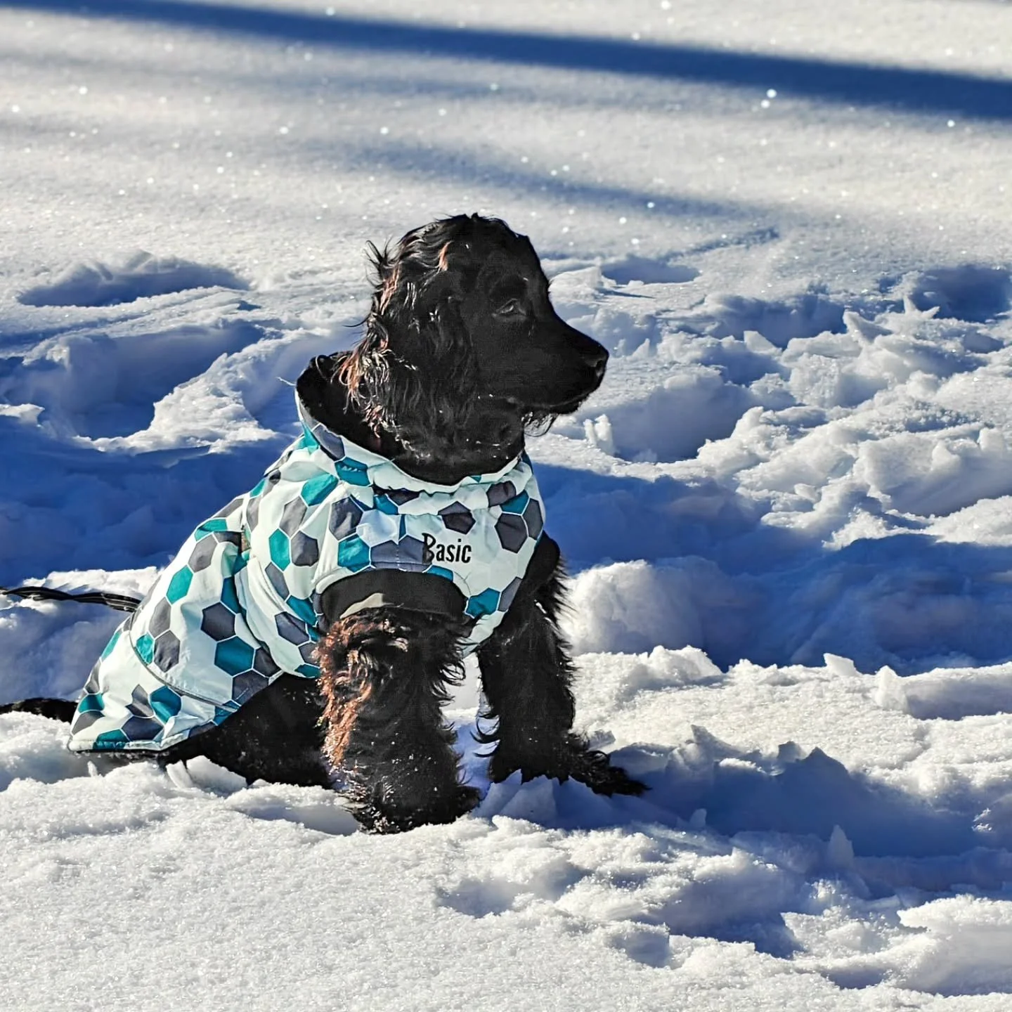 Idag har vi jobbat med stadga, sj&auml;lvkontroll och pratat om hur vi kan f&aring; hunden att l&auml;ttare g&aring; ner i varv med passivitet och p&aring; s&aring; vis &auml;ven b&ouml;rja med ensamhetstr&auml;ning. Duktiga ekipage med snabbl&auml;r