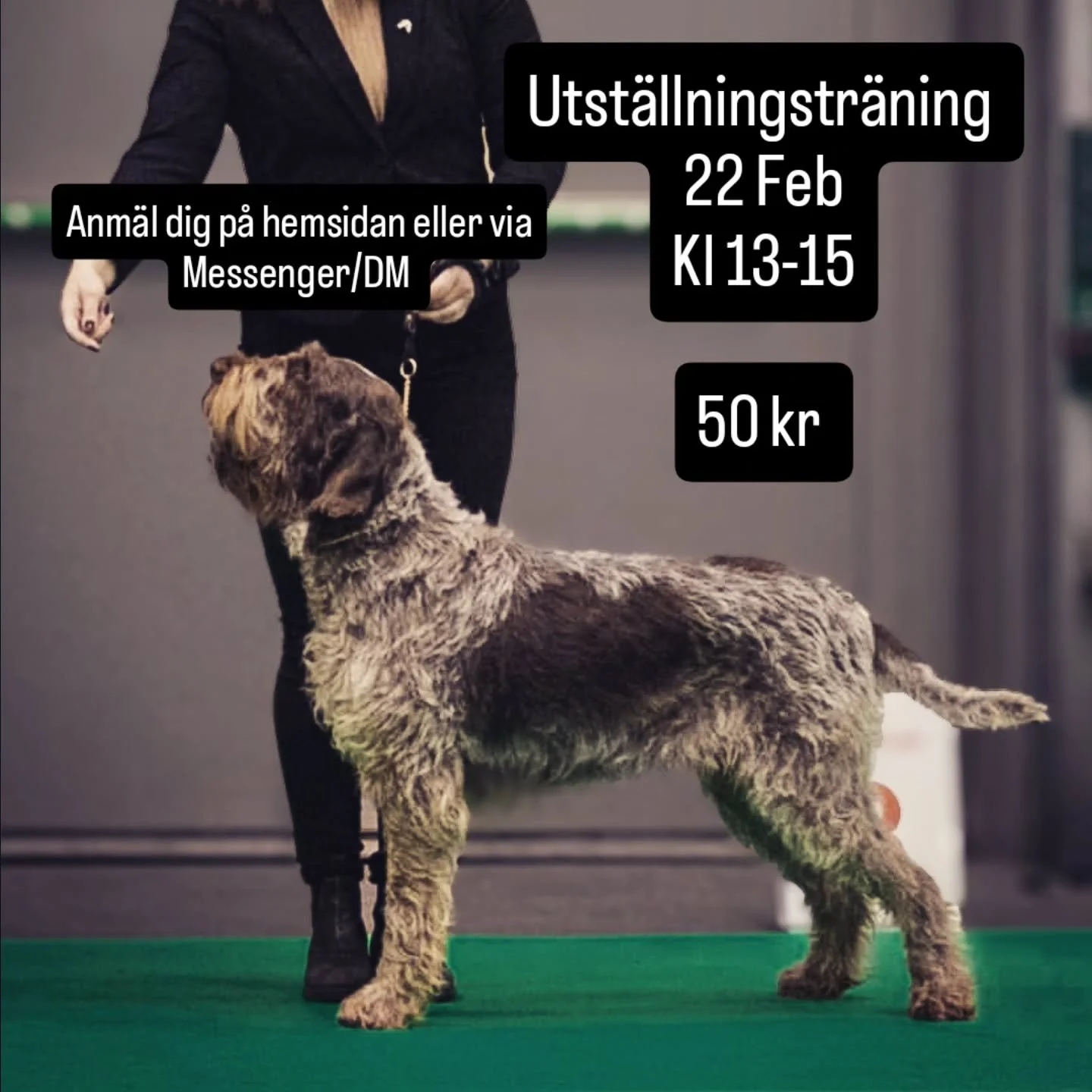 Utst&auml;llningstr&auml;ning 22 februari, kl 13-15

Anm&auml;l dig p&aring; hemsidan beavercreek.se, eller via Messenger (FB) / DM (Instagram). 

#utst&auml;llning #utst&auml;llningstr&auml;ning #stacking #hundutst&auml;llning
