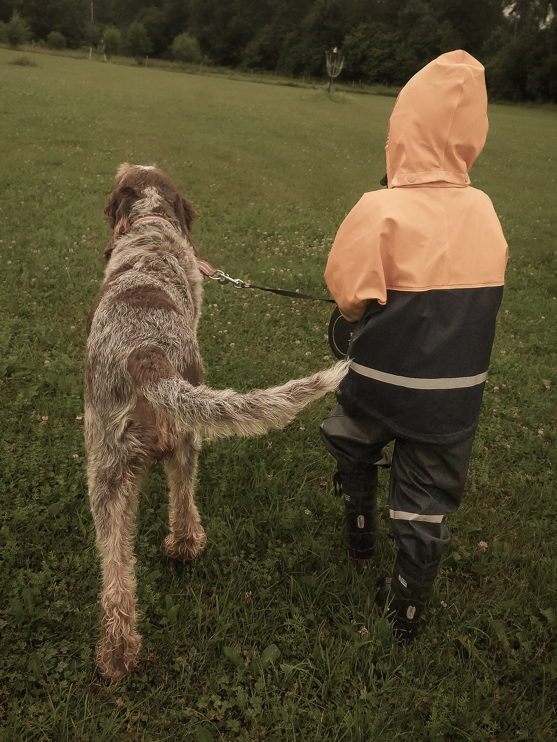 Child wearing a beige and black raincoat, with a hood, walking a large, scruffy dog on a leash in a grassy field. The background includes trees and a distant disc golf basket.