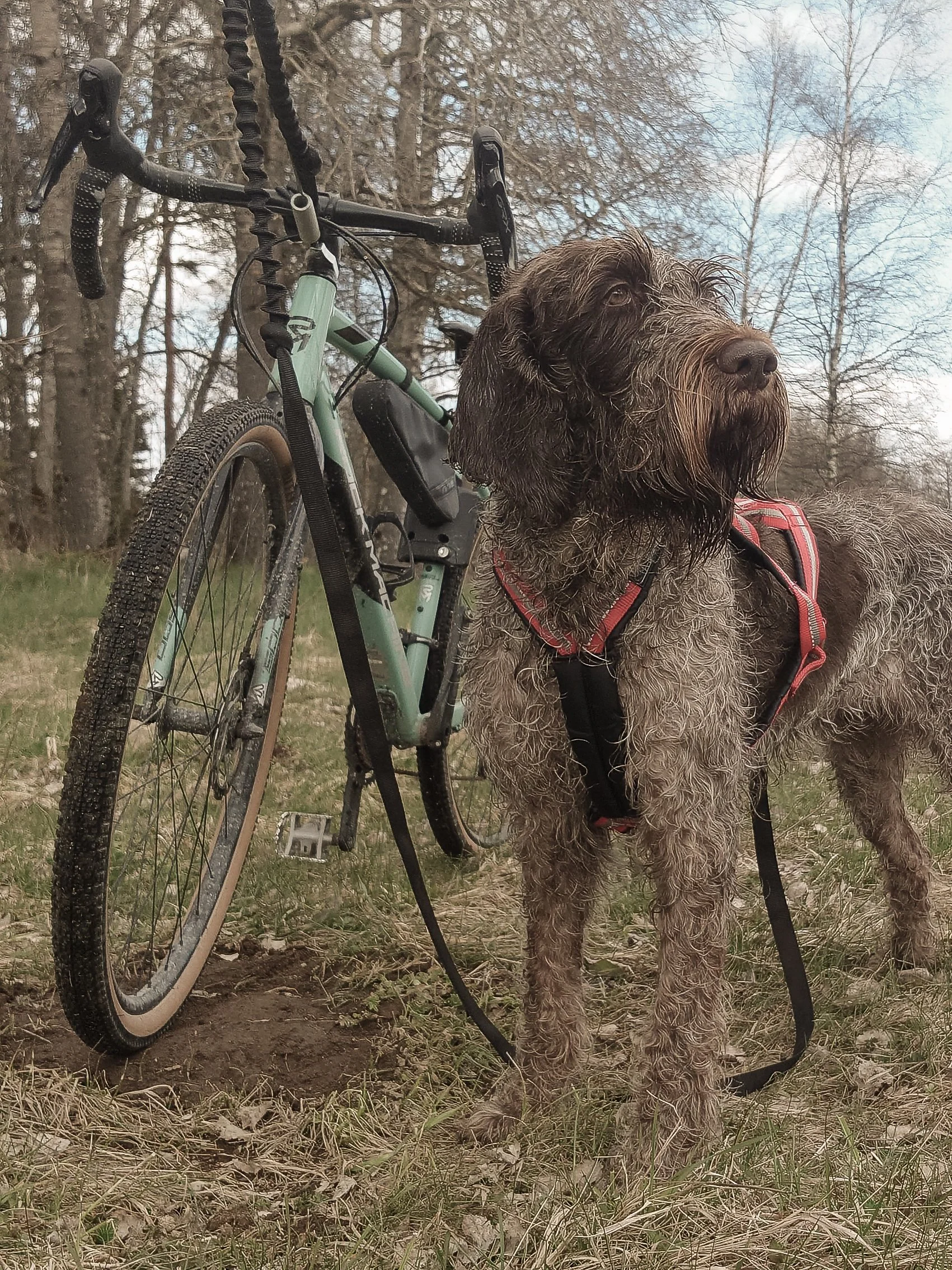 A brown and gray Irish Setter dog standing outdoors on grass and dirt, wearing a red harness, with a mountain bike in the background and leafless trees under a partly cloudy sky.