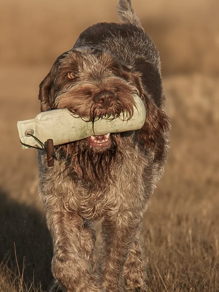 A brown and black dog carrying a white fabric object in its mouth.