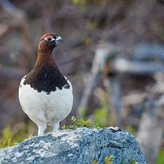 Søknadsbaserte tilbud - regulert periode 2026