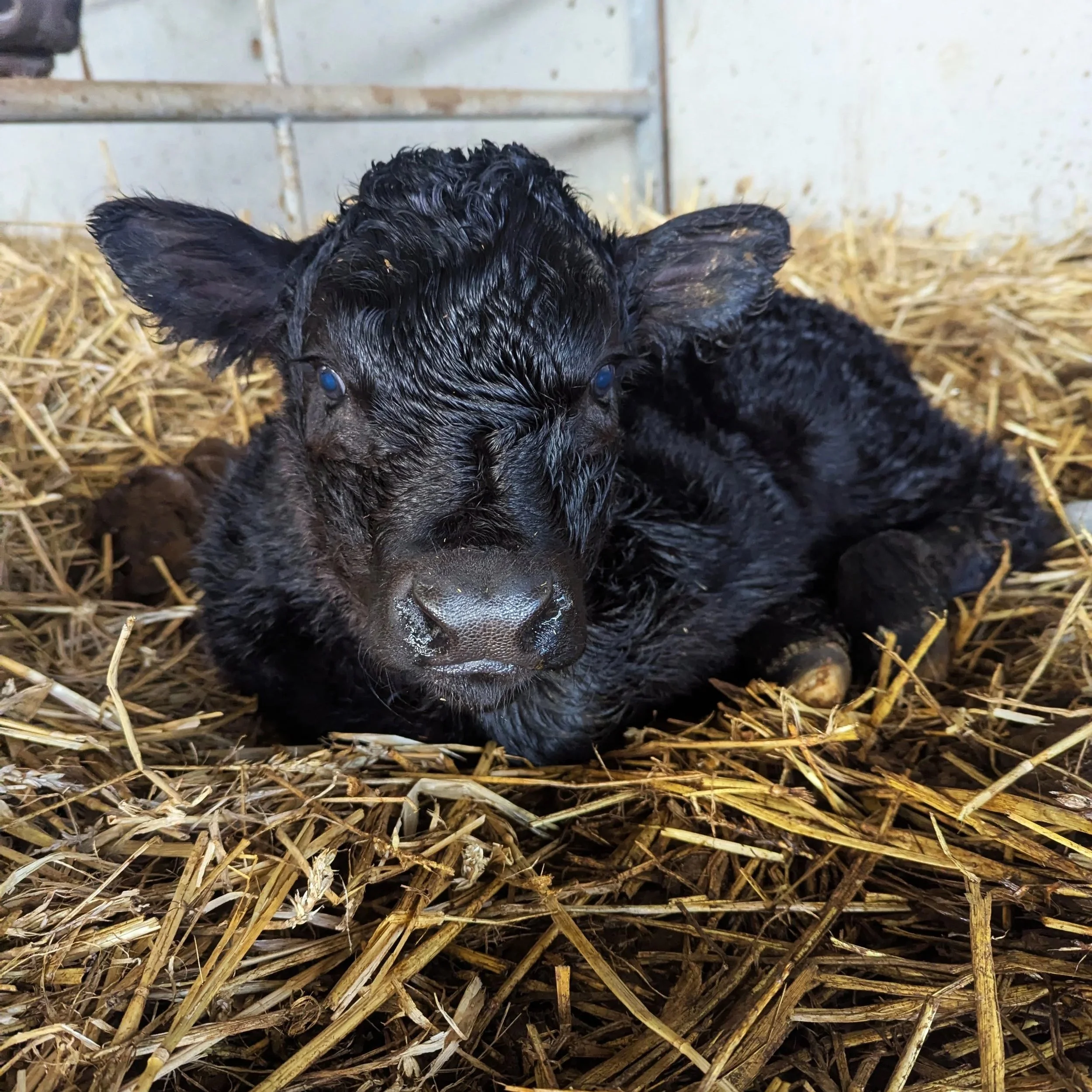 Spring news from Copsegrove including calves and courtyard chaos!