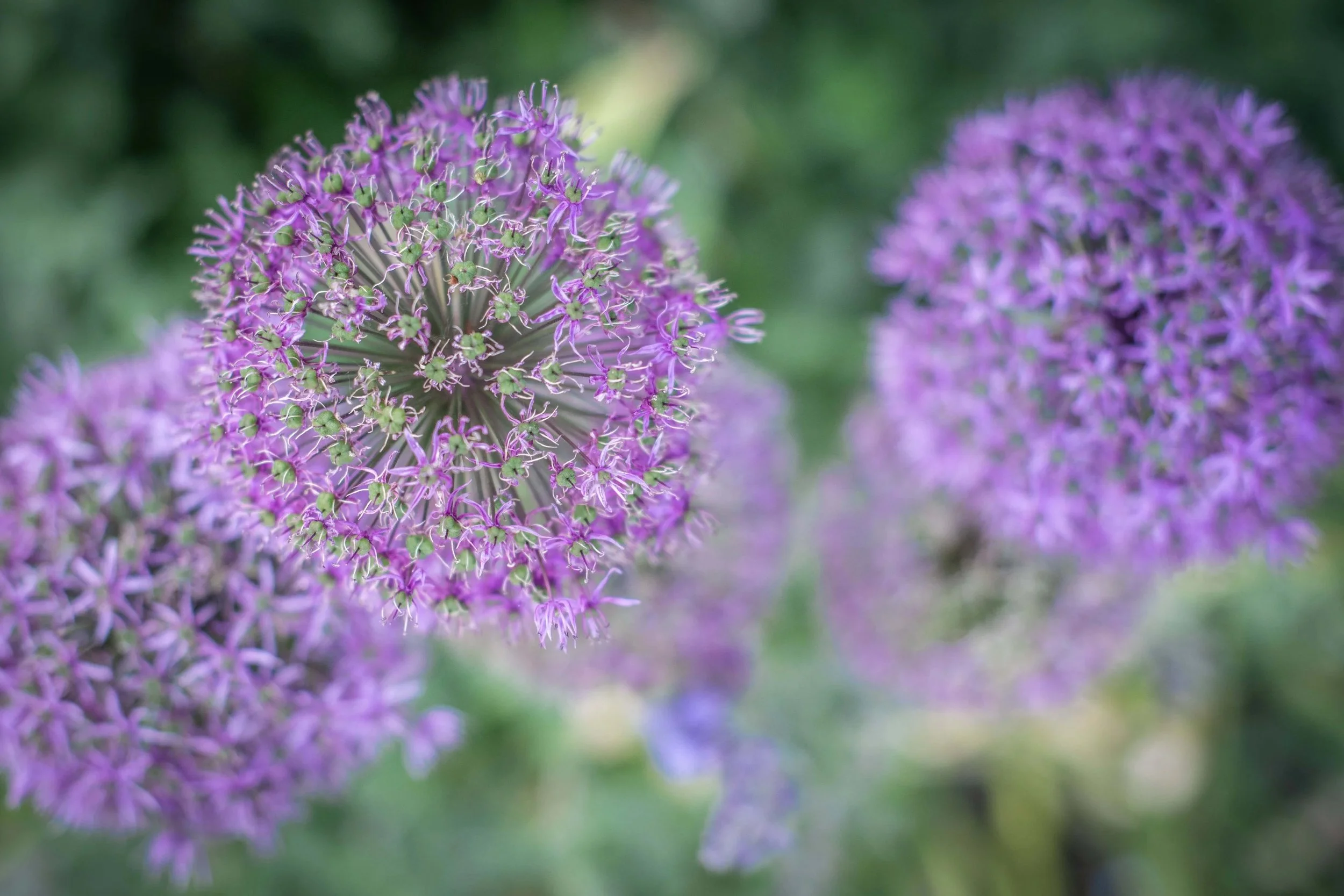 DSC_7166.jpg