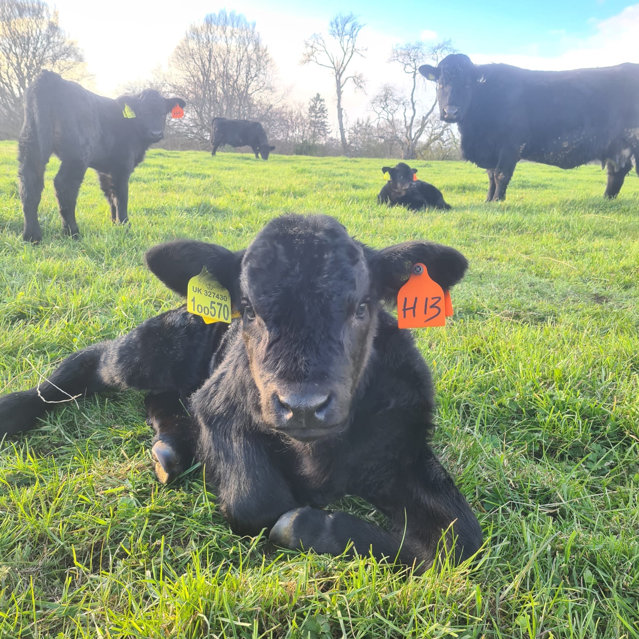 A sunny April Easter update from Copsegrove!