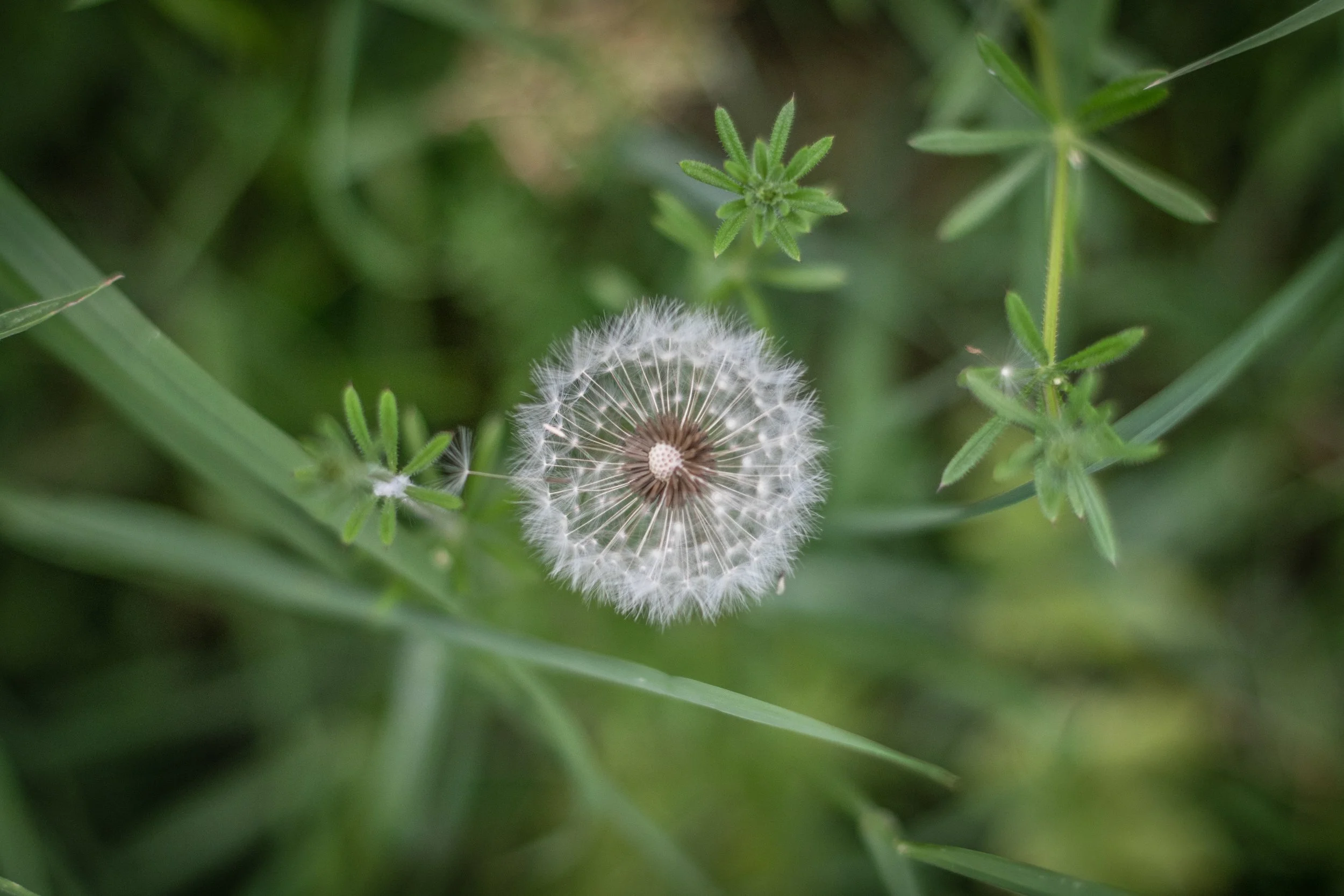 DSC_7139.jpeg