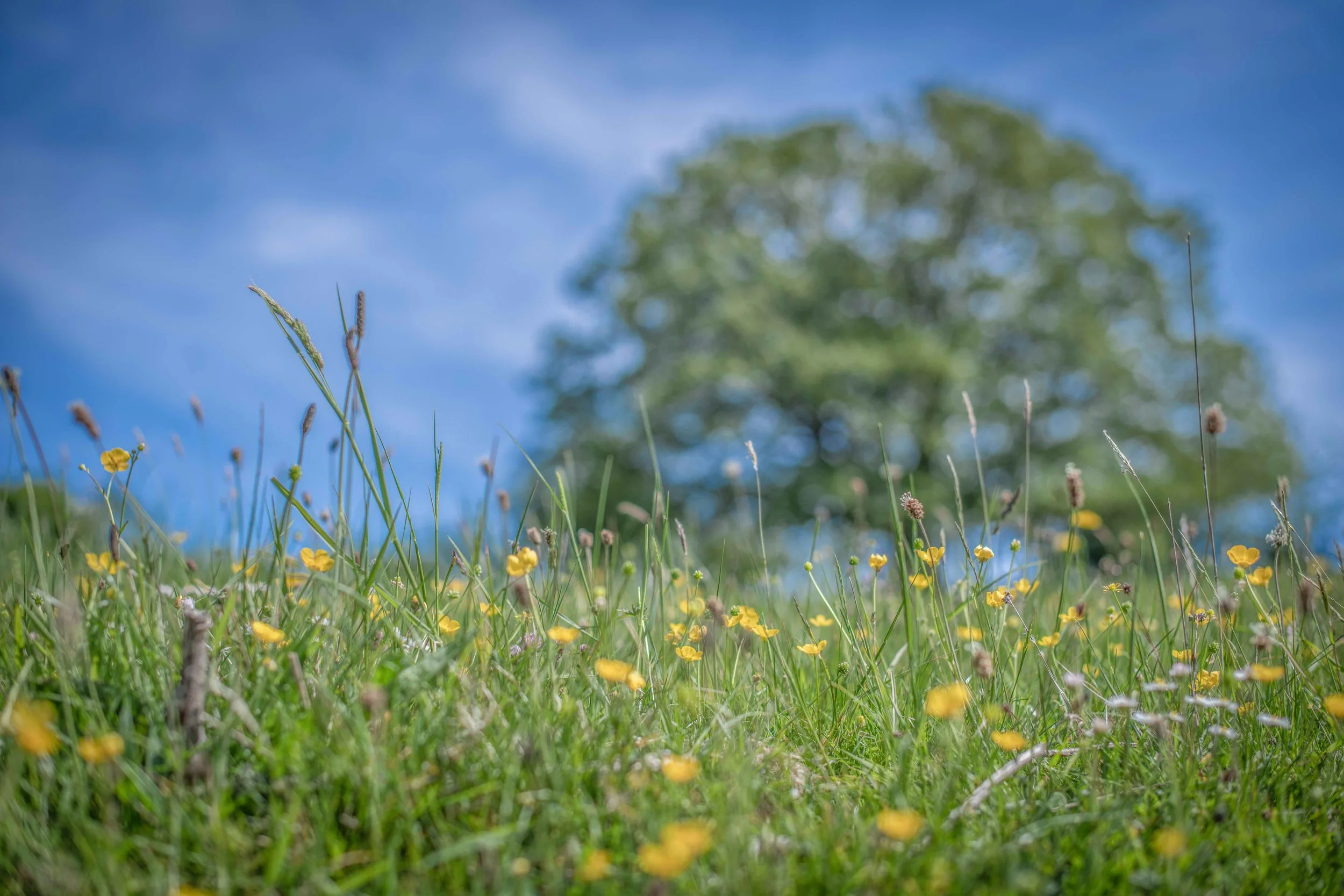Wild flowers on the farm