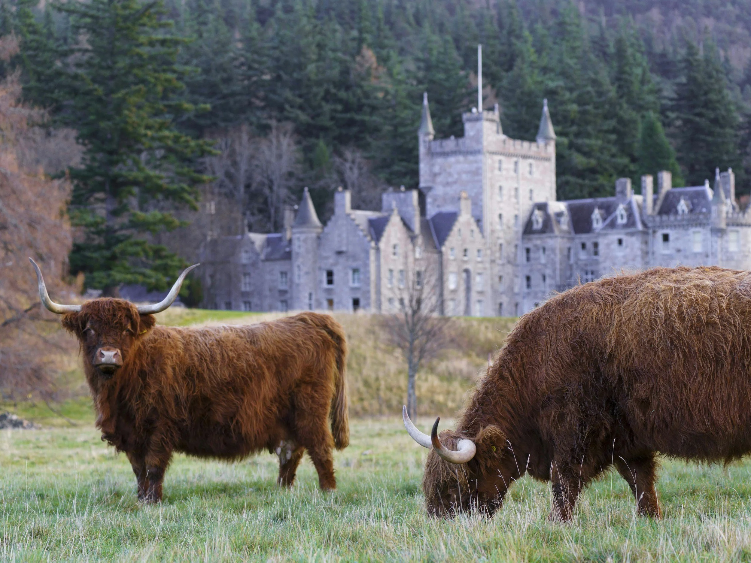Highland cattle grazing in a field with a historic castle in the background, surrounded by trees.