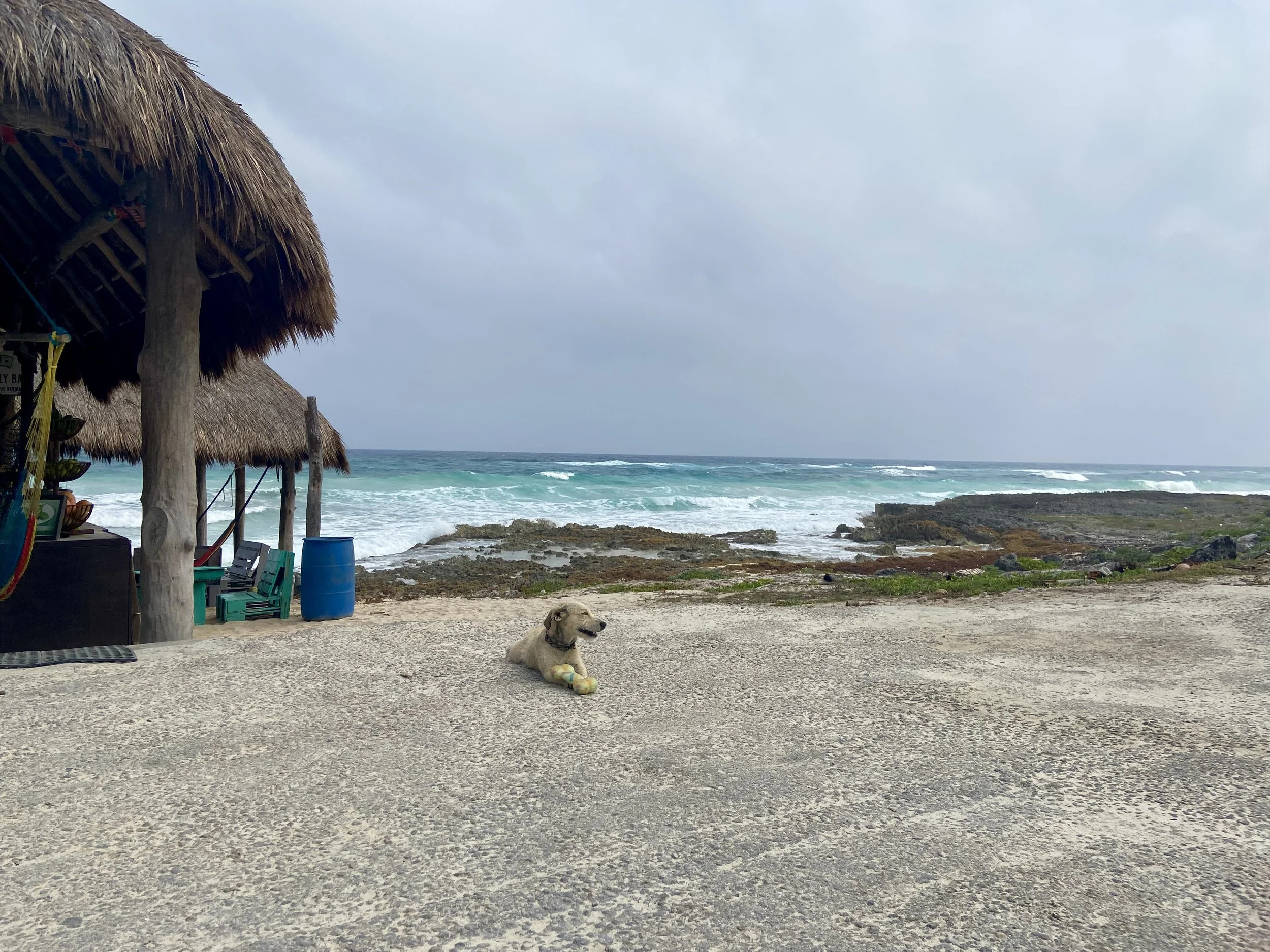 Freedom in Paradise Reggae Beach Bar &amp; Grill