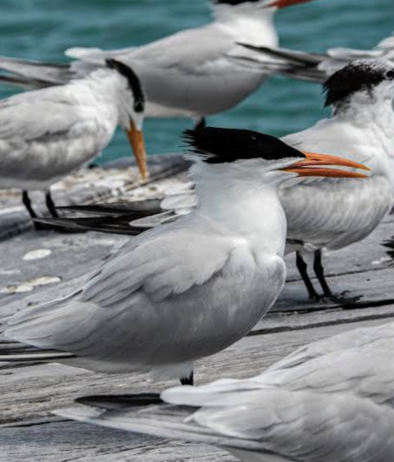 Screenshot 2026-02-01 at 16.41.16.png