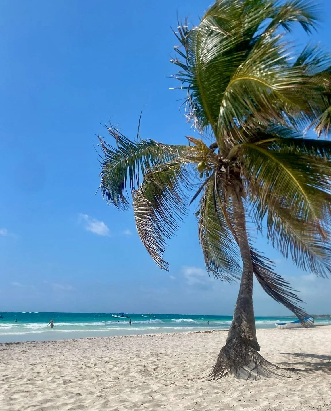 "Eine majestätische Palme am weißen Sandstrand von Playa Paraíso, umgeben von türkisblauem Wasser und strahlendem Sonnenschein – das perfekte Karibikparadies."