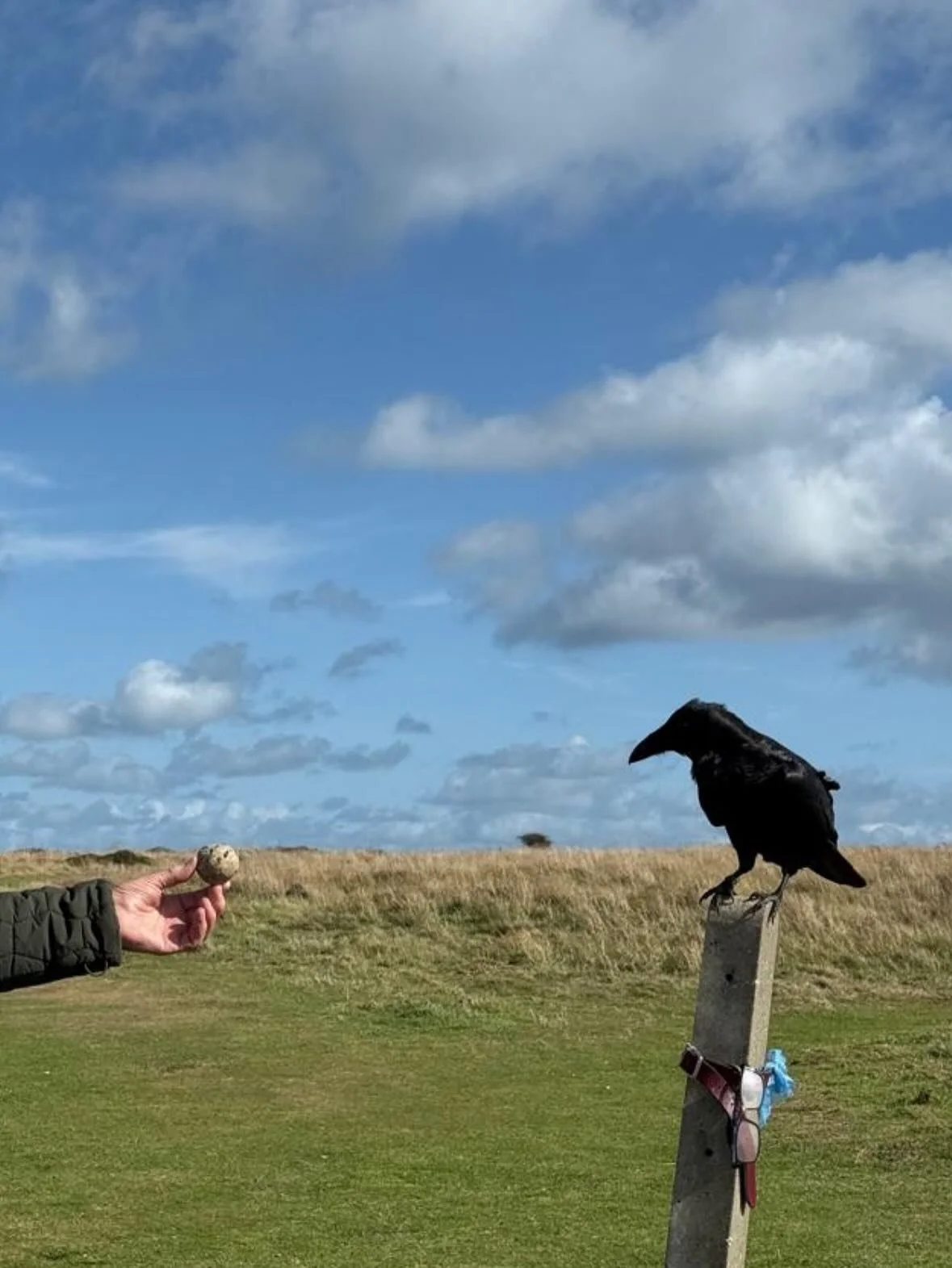 My parents have befriended some ravens on their dog walks, and the updates on their progress have been making my days a little brighter. I&rsquo;ve always had a soft spot for corvids, especially ravens, for the way they remember faces, their playfuln