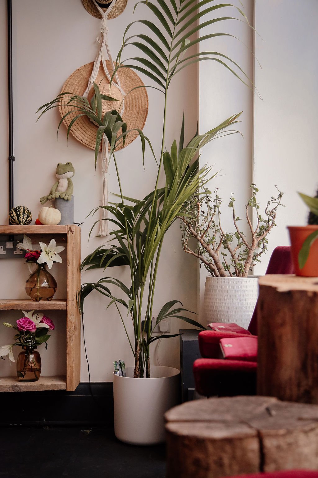 Indoor plant decor with a tall potted palm, succulent, wooden shelves, hats, plush frog, flowers, and small pumpkins.