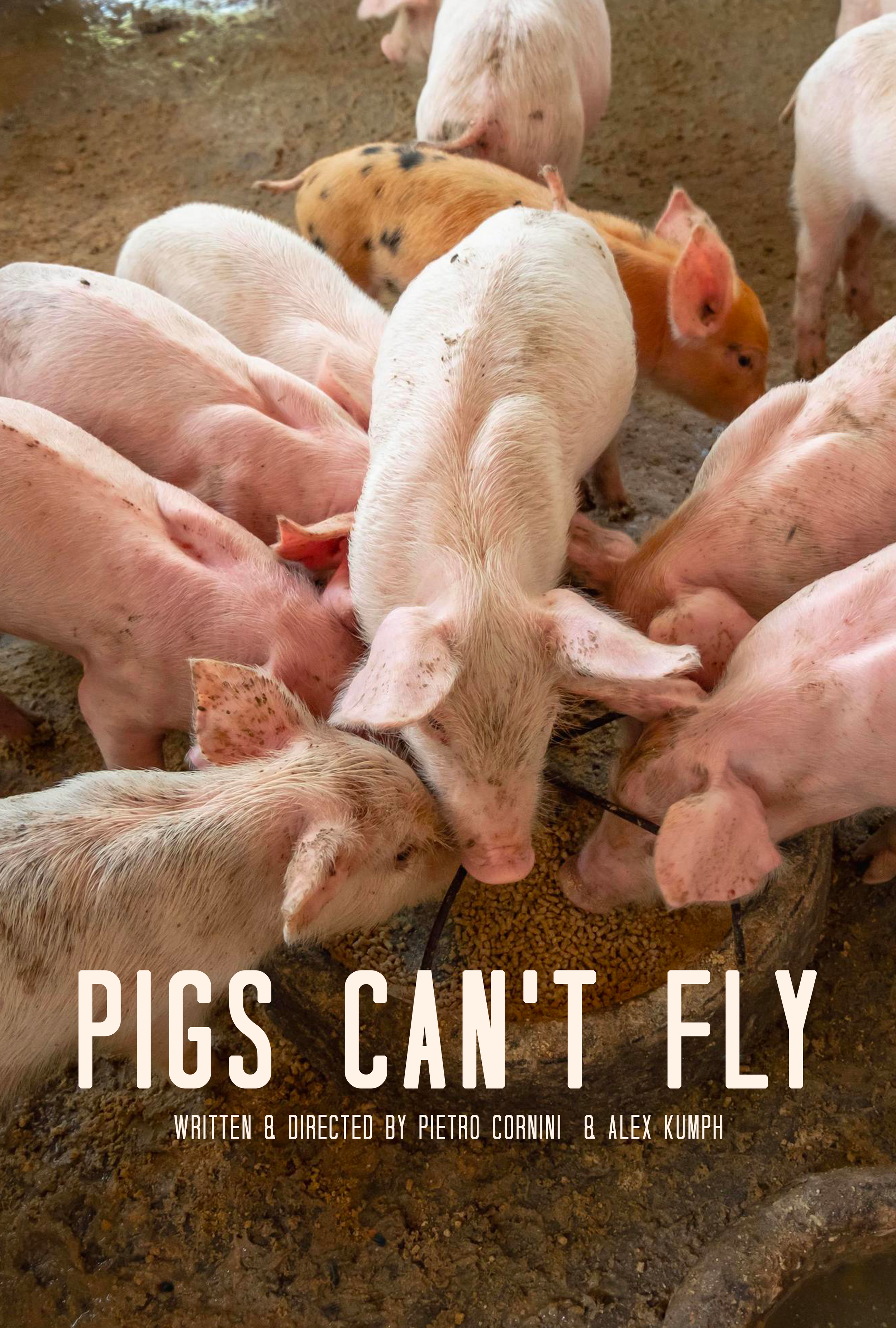 Gruppo di maiali rosa e albini che mangiano in un'area di terra