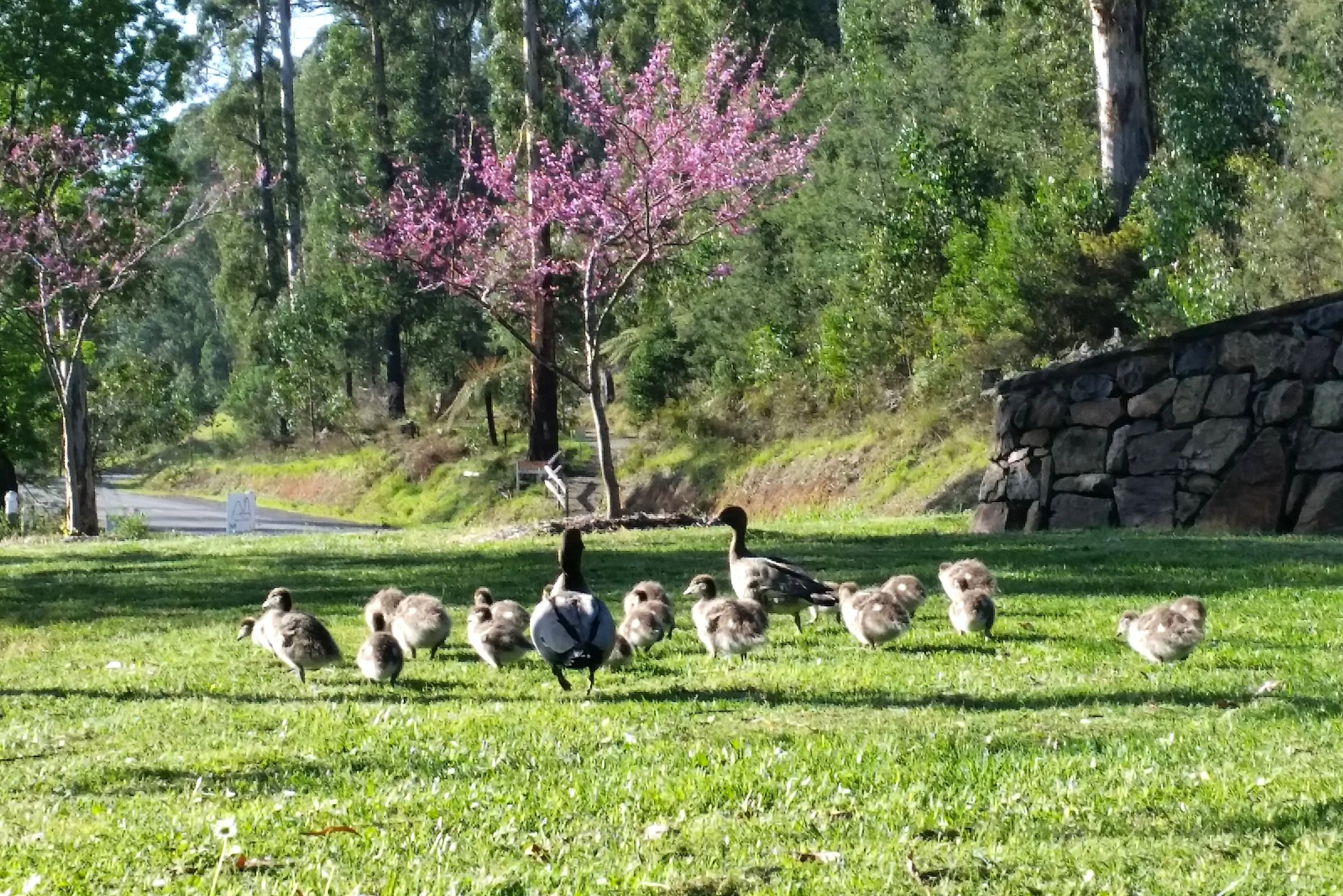 Ducklings Marysville