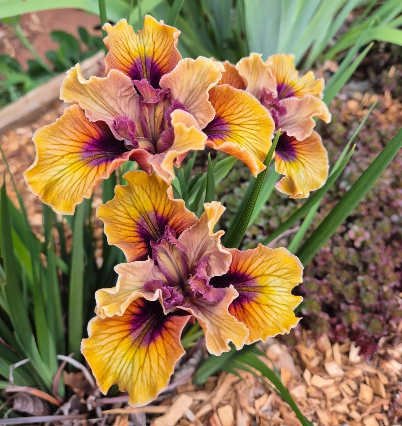Loving this Pacific Coast Iris in our new garden