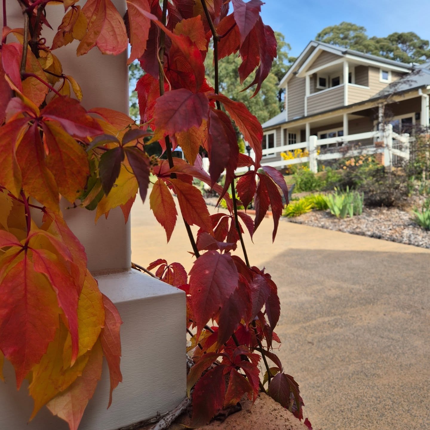 Popping colors everywhere. 
Gotta love Autumn in Marysville!