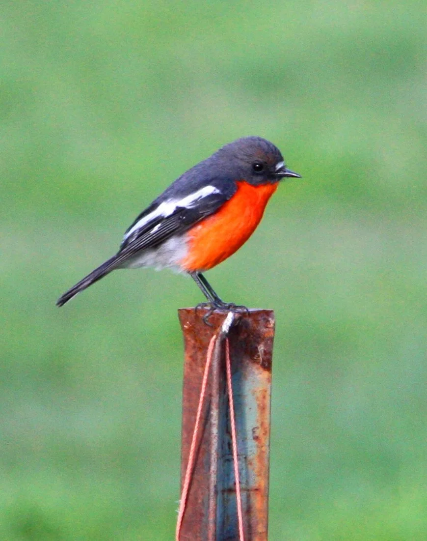 Flame Robin Buxton