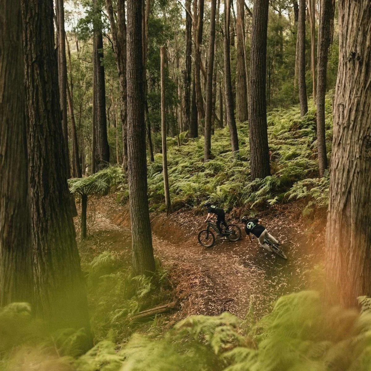 Warburton Mountain bike park