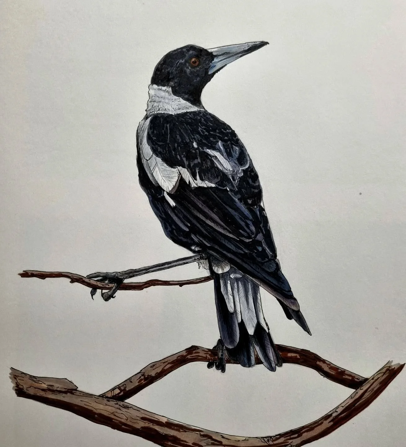 This one isn't part of the series I'm doing. But I finished this little magpie and i think it's cute enough to post.  This one is done using alcohol markers and fine liners.