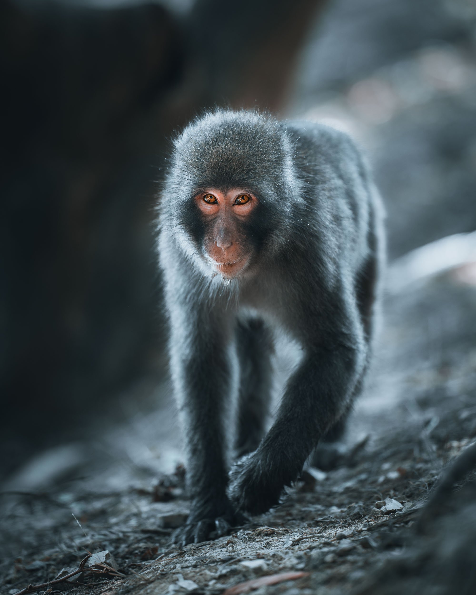 A monkey walking on a dirt path, looking towards the camera.