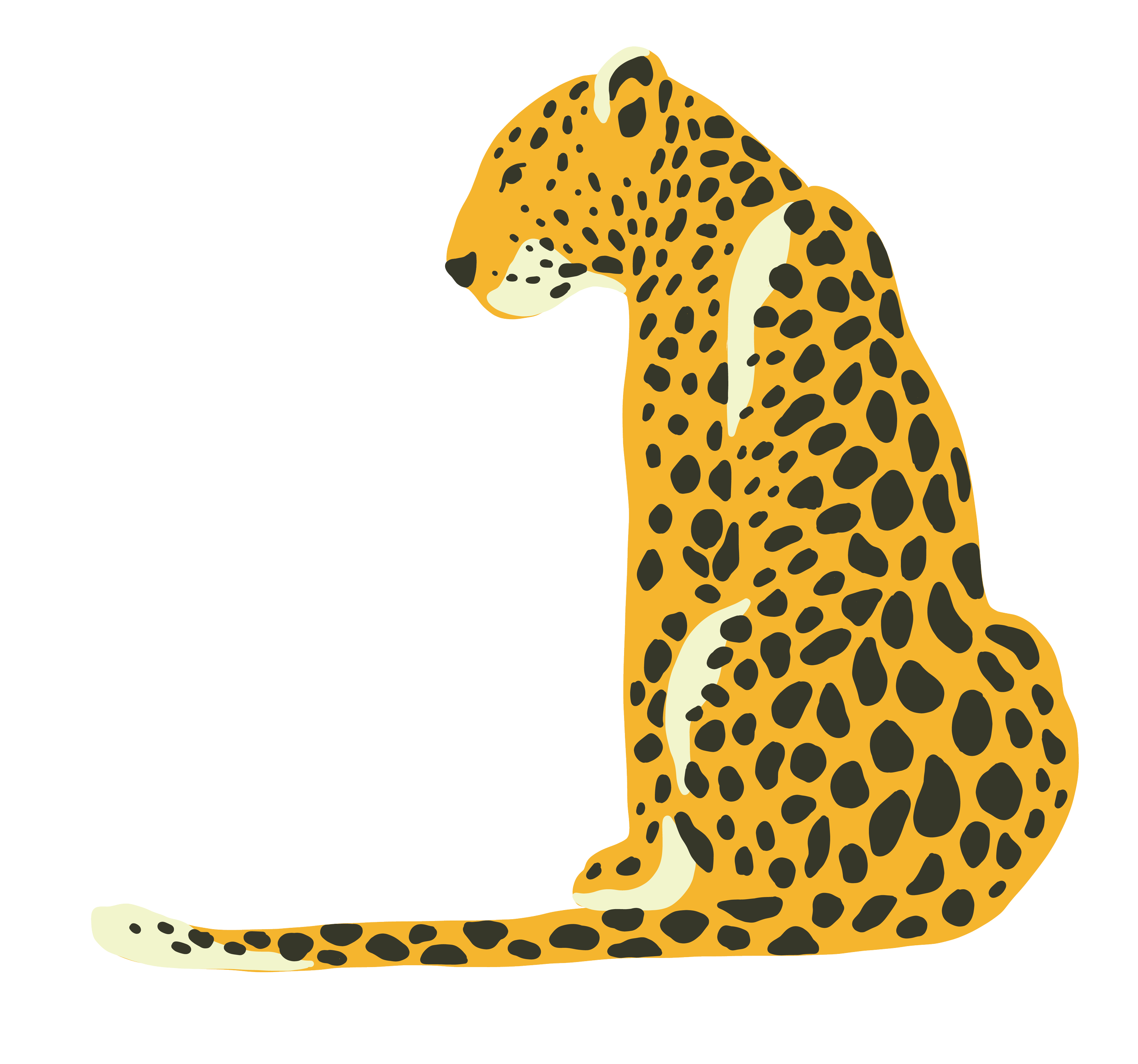 Illustration of a sitting jaguar with a yellow coat and black spots, facing down, with a curved tail, on a transparent background.