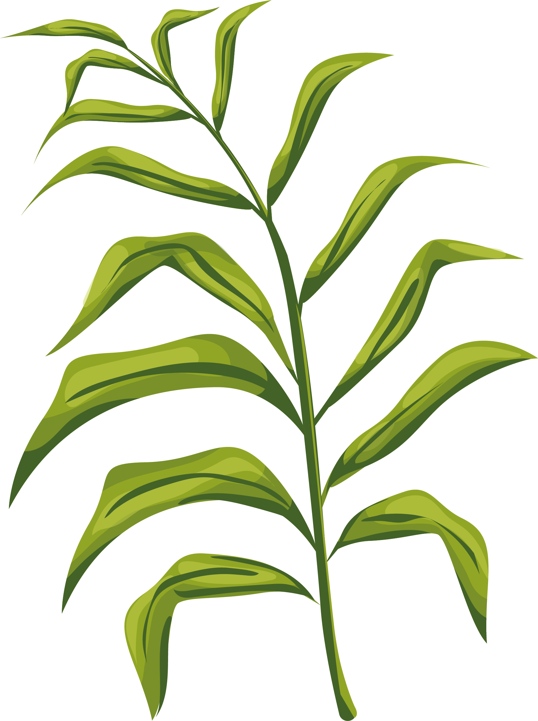 Illustration of a green leafy plant with elongated, pointed leaves arranged along a central stem.