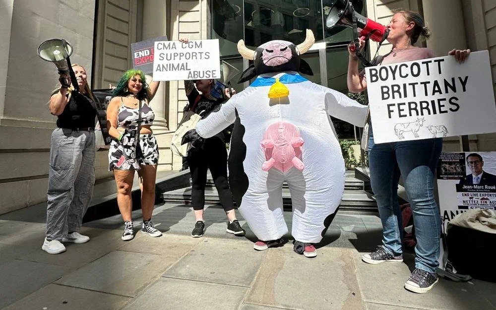 Campaigners in a cow costume outside a Brittany Ferries office with Boycott Brittany Ferries placards
