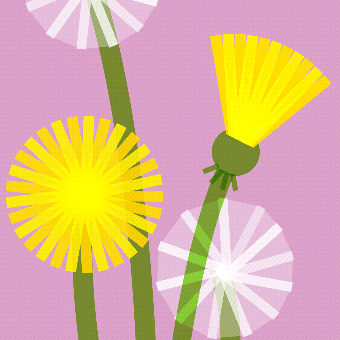 Yellow dandelion and white seed-head illustration animated in Cavalry, with chromatic aberration and lens blur added in After Effects