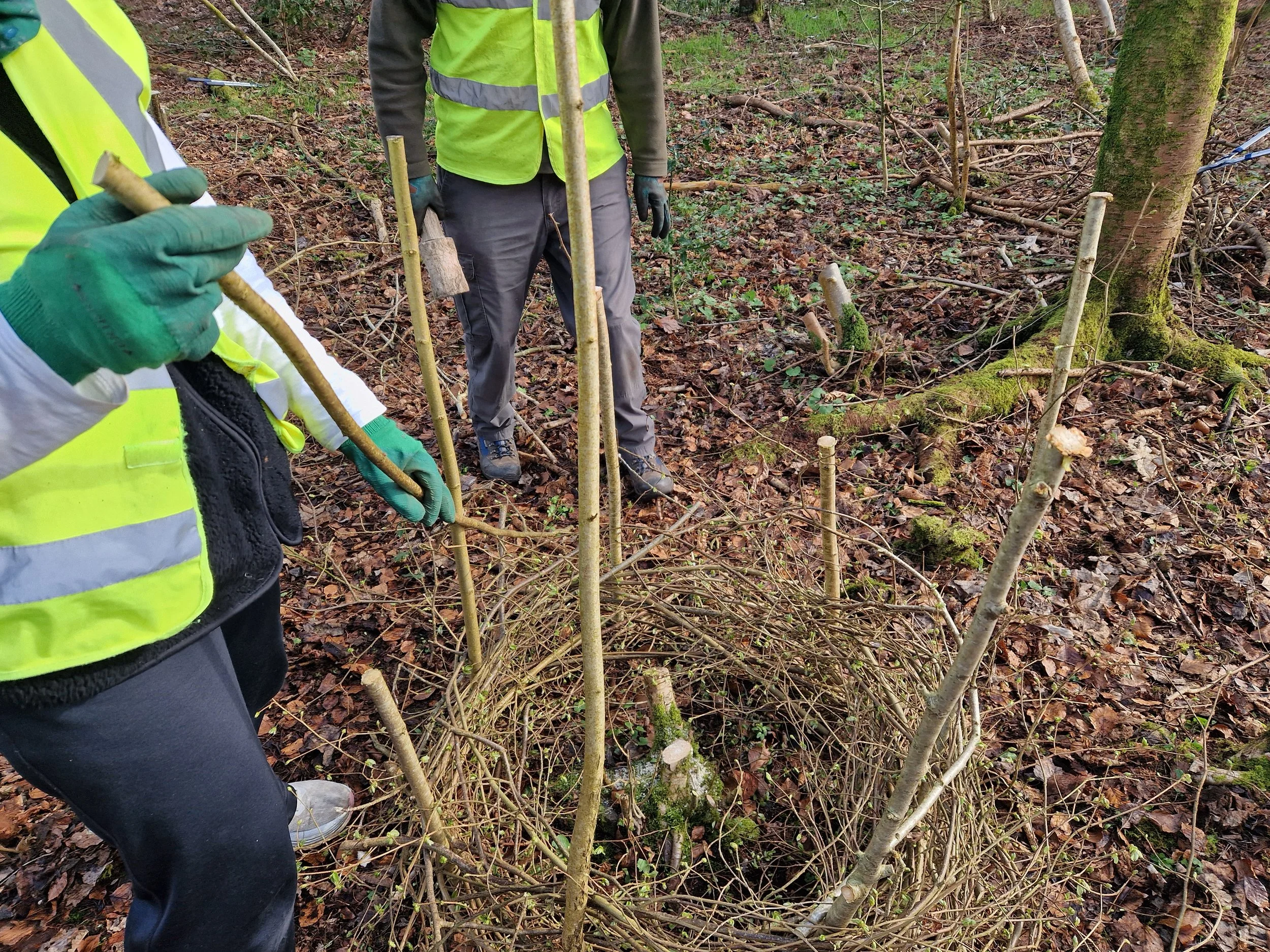 Coppicing - what we do in the woods in the winter