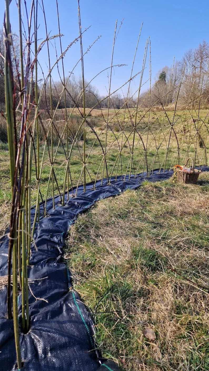Ruchill GCFN Willow 5.jpg