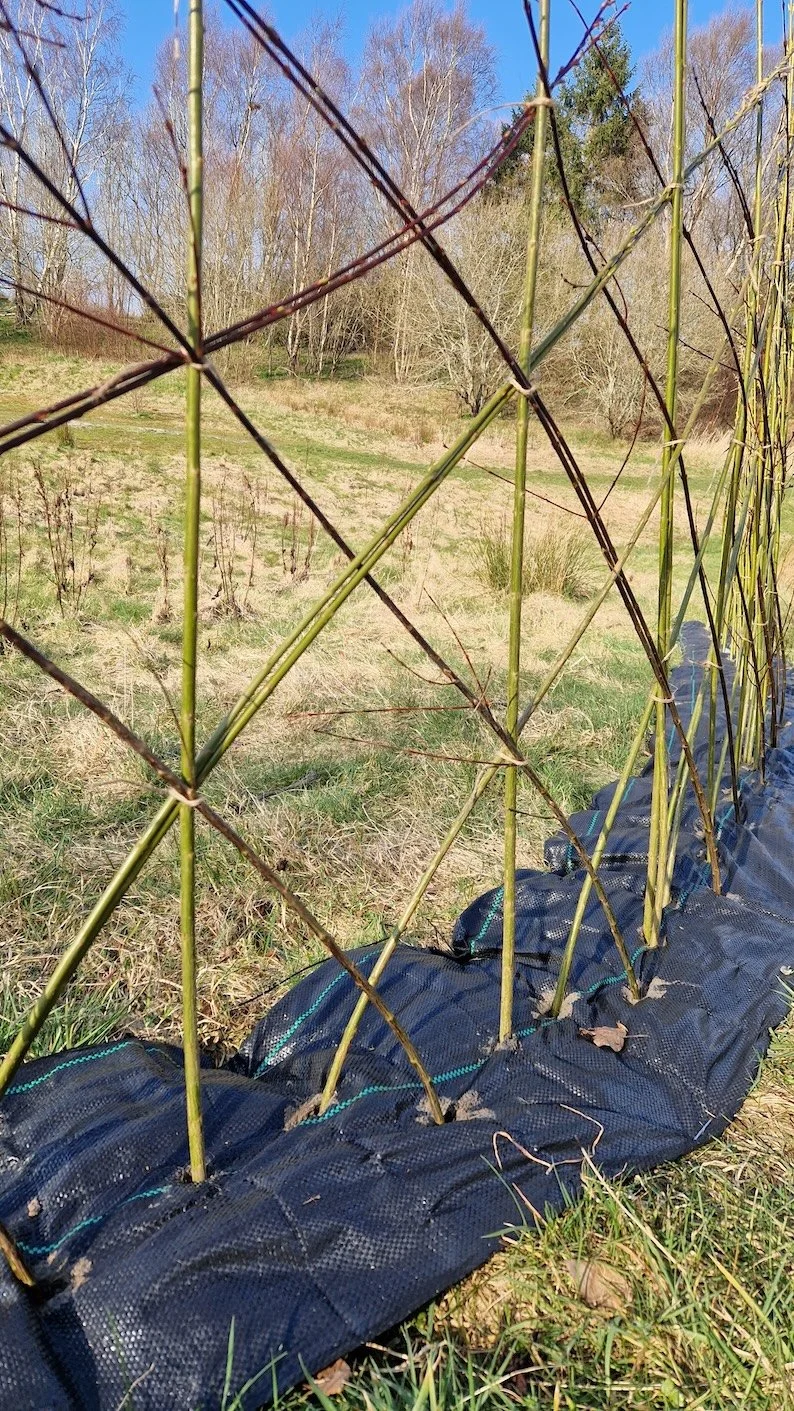 Ruchill GCFN Willow 4.jpg