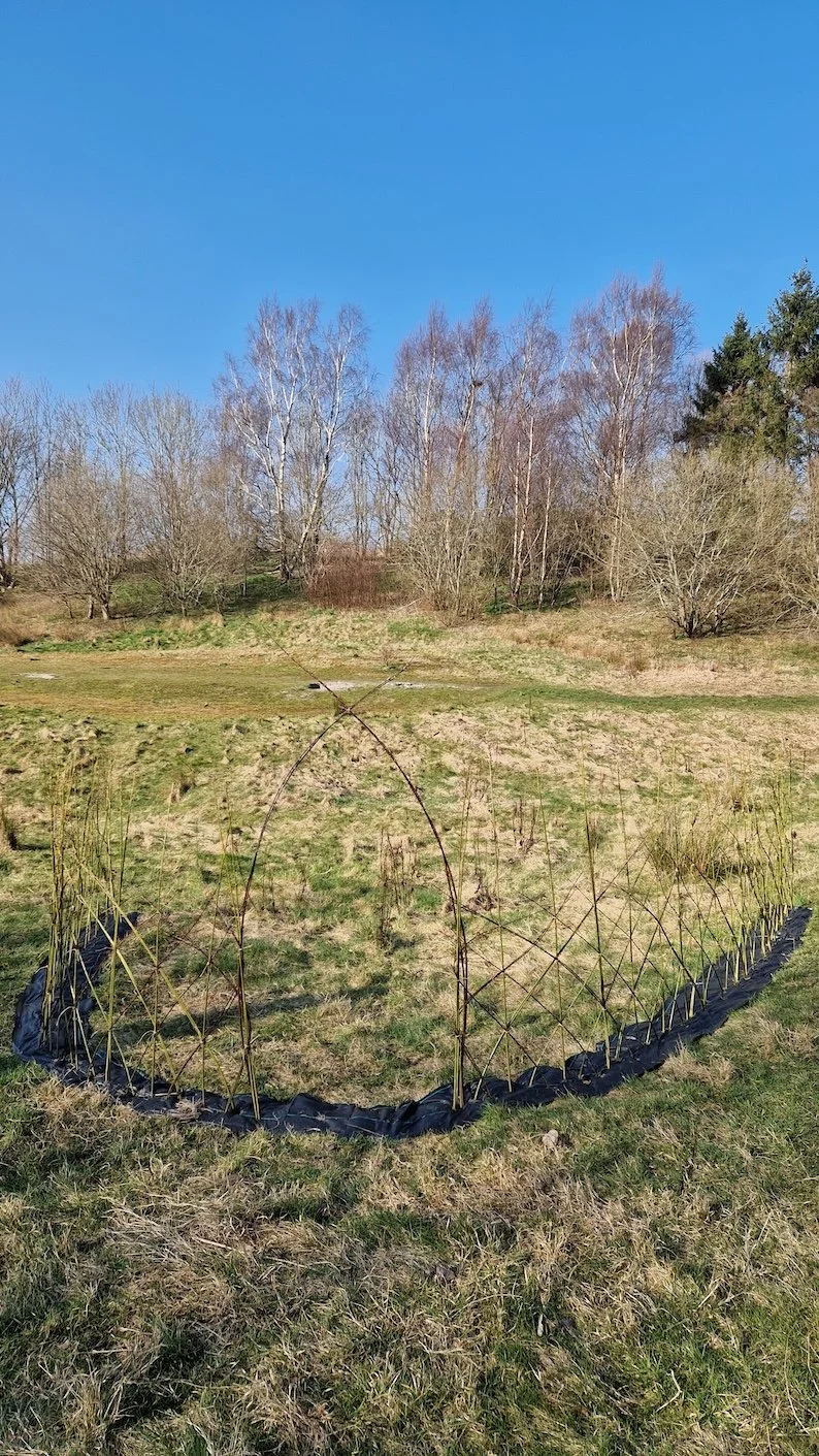 Ruchill GCFN Willow 6.jpg