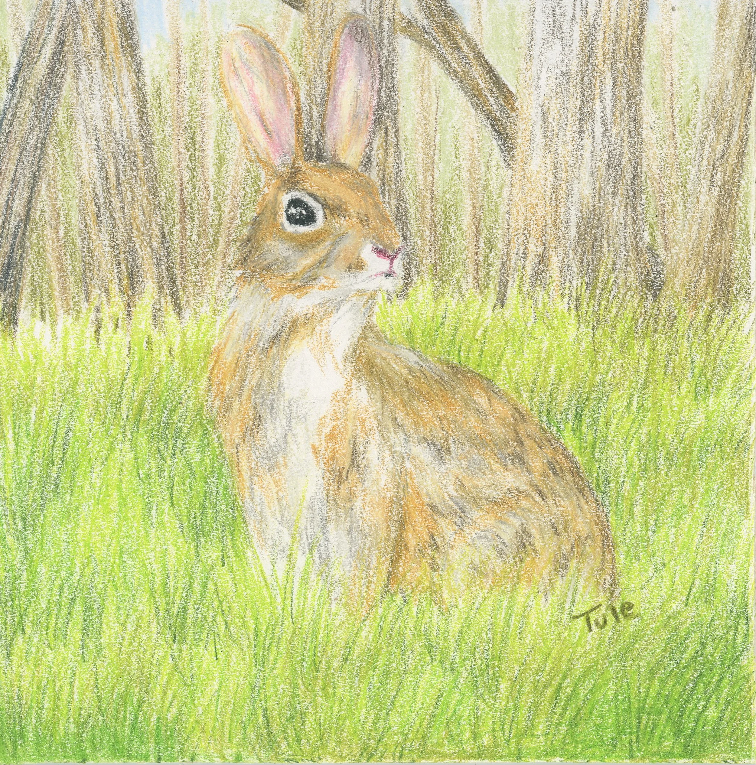 Bunny.jpg