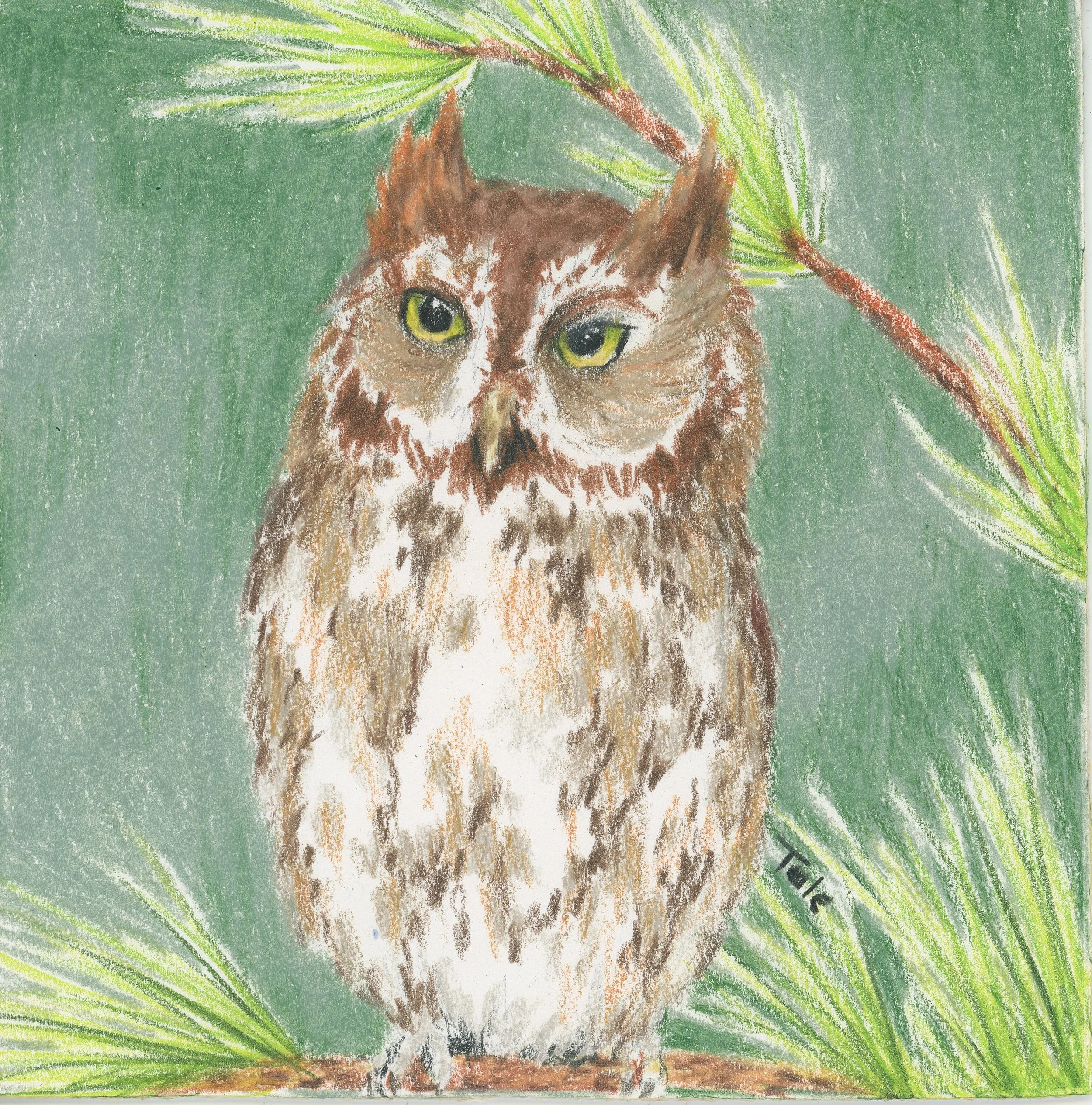 Screech Owl.jpg