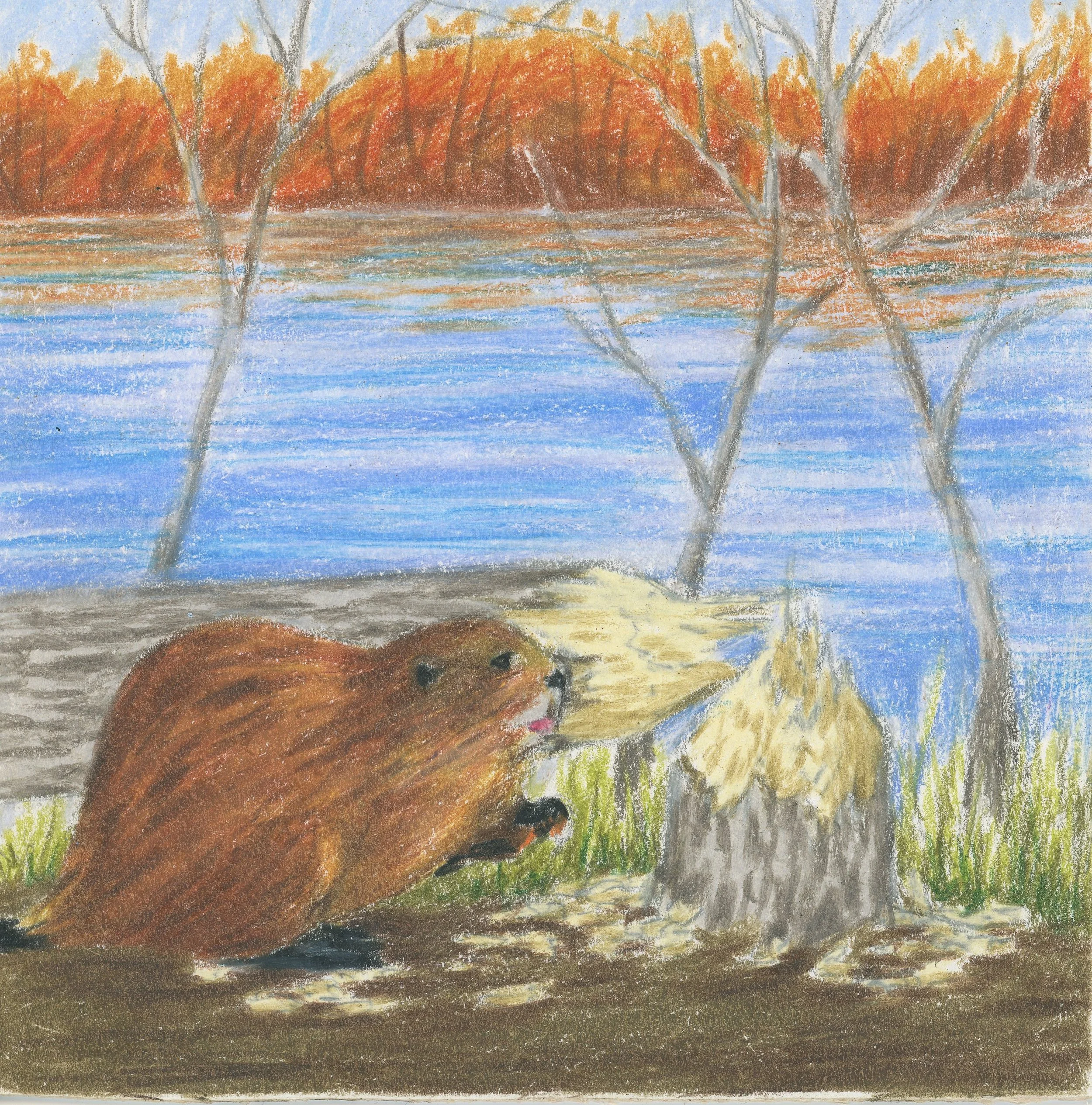 Tree Felling Beaver