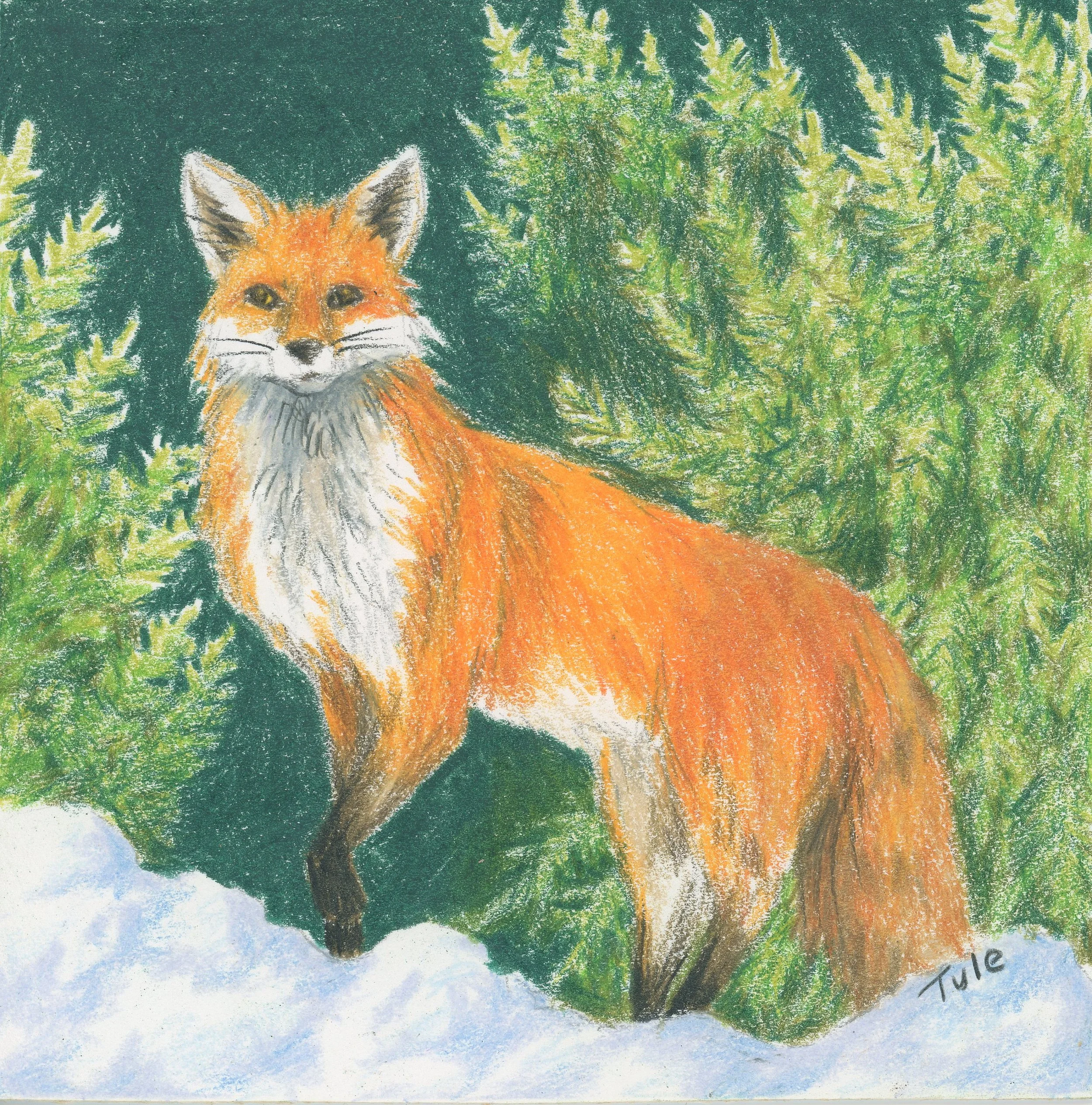 Red Fox