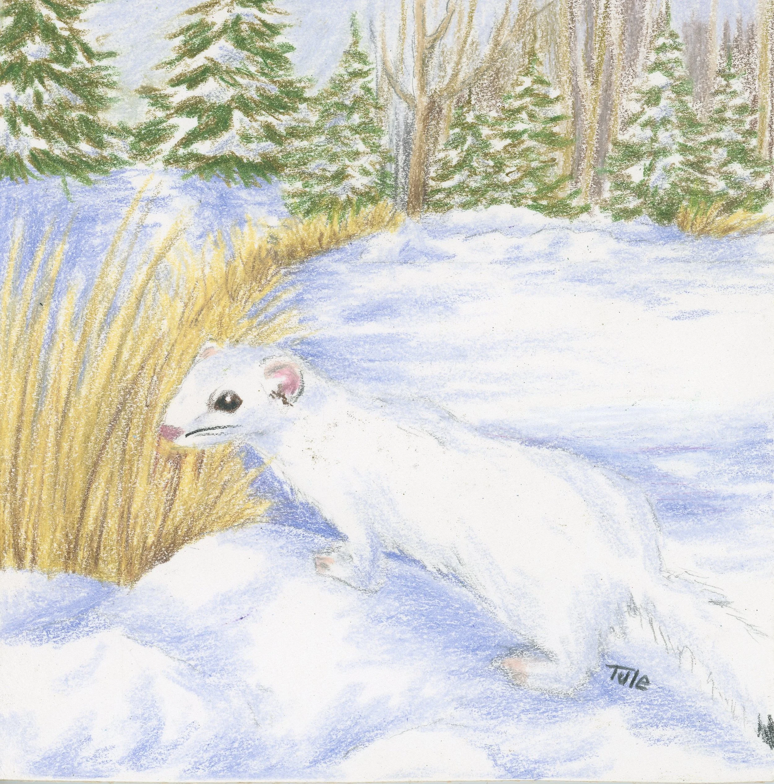 Little Ermine.jpg