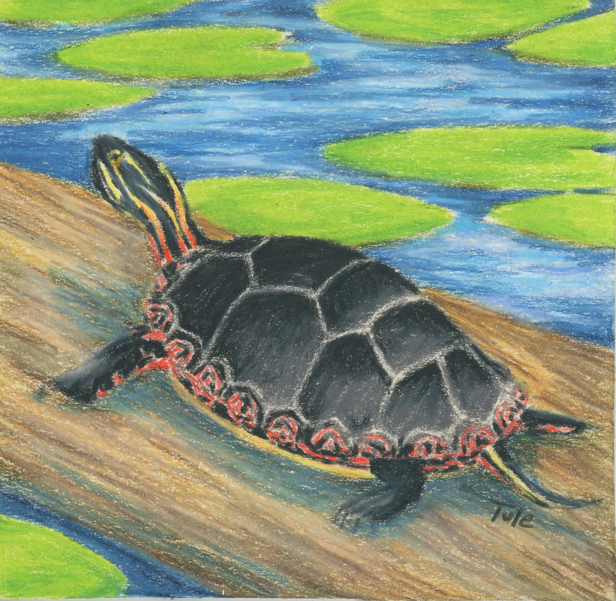Painted Turtle